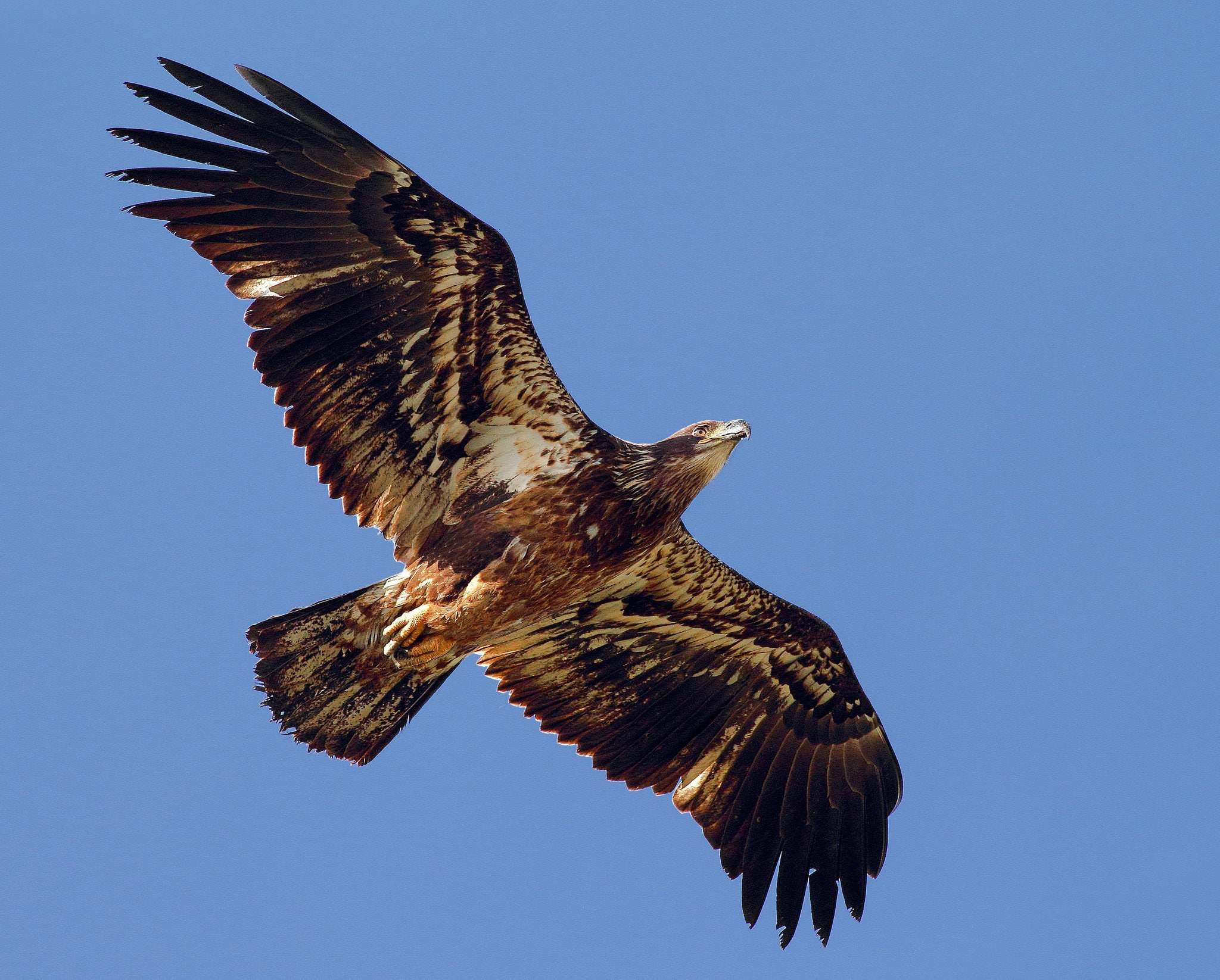 bird, eagle, flapping, predator, wings