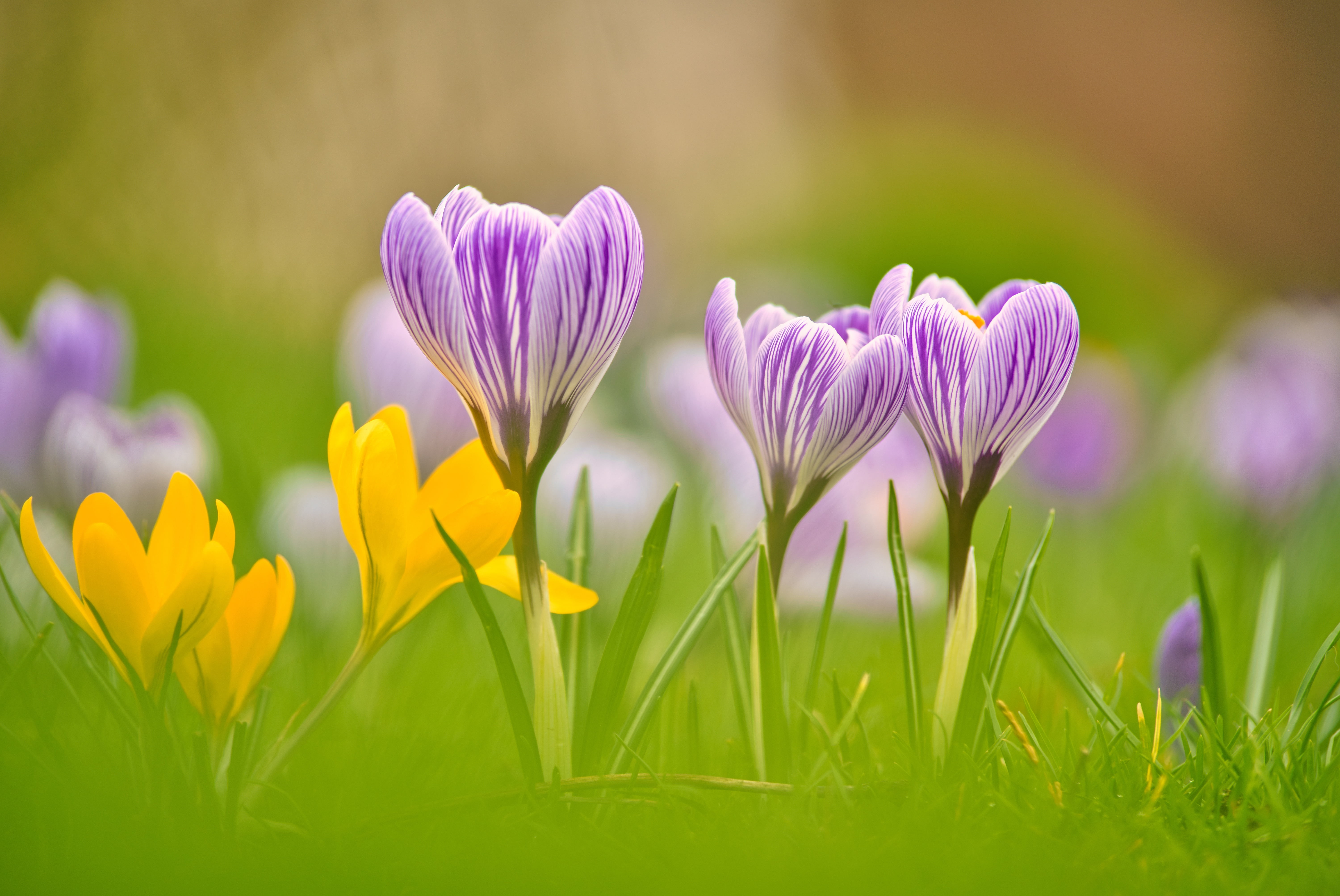 macro, spring, petals, bokeh, Crocuses, Saffron