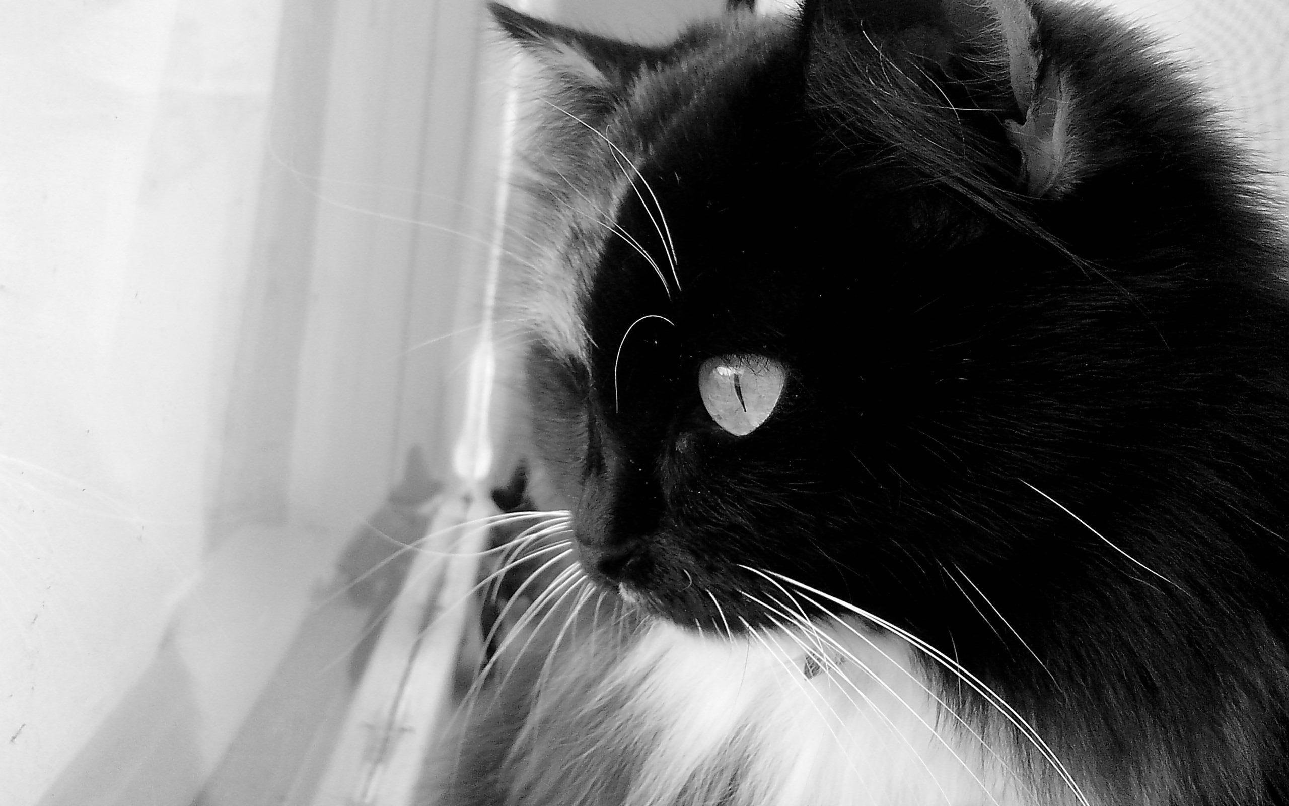 Black and White Cat, black and white persian cat, window, curious