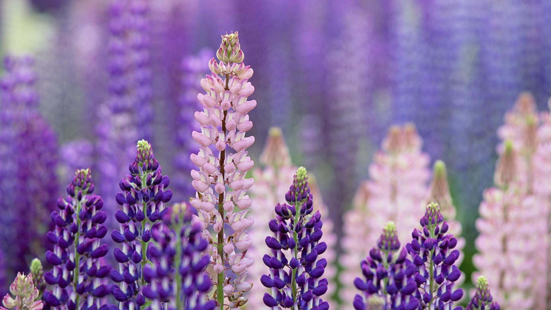 plant, flower, purple flowers, lupin flower, blossom, close up