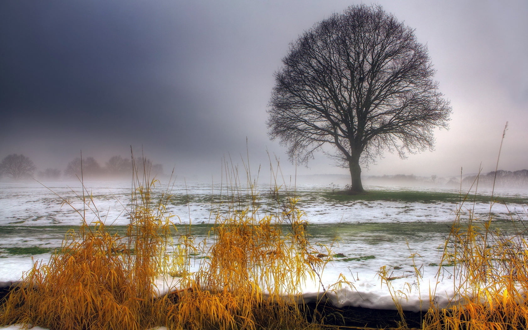 tree of life painting, first snow, autumn, grass, fog, nature