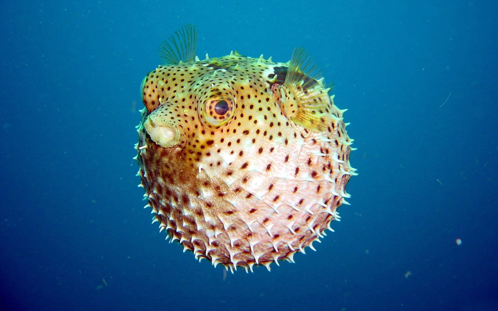 puffer fish, underwater, world, bowl, bubbles, spikes, sea, animal