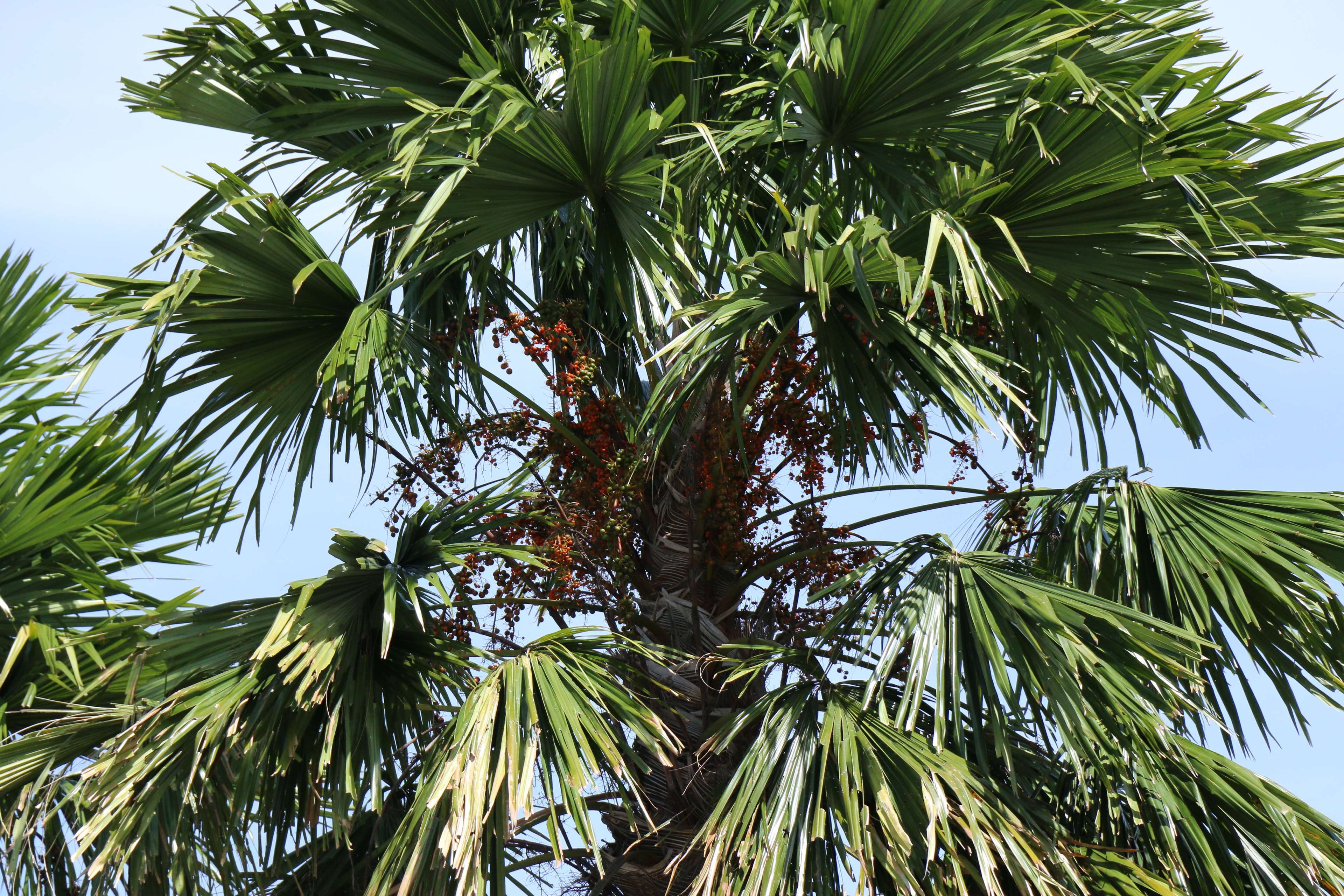 christmas tree, coconut tree, sri lankan tree, plant, green color