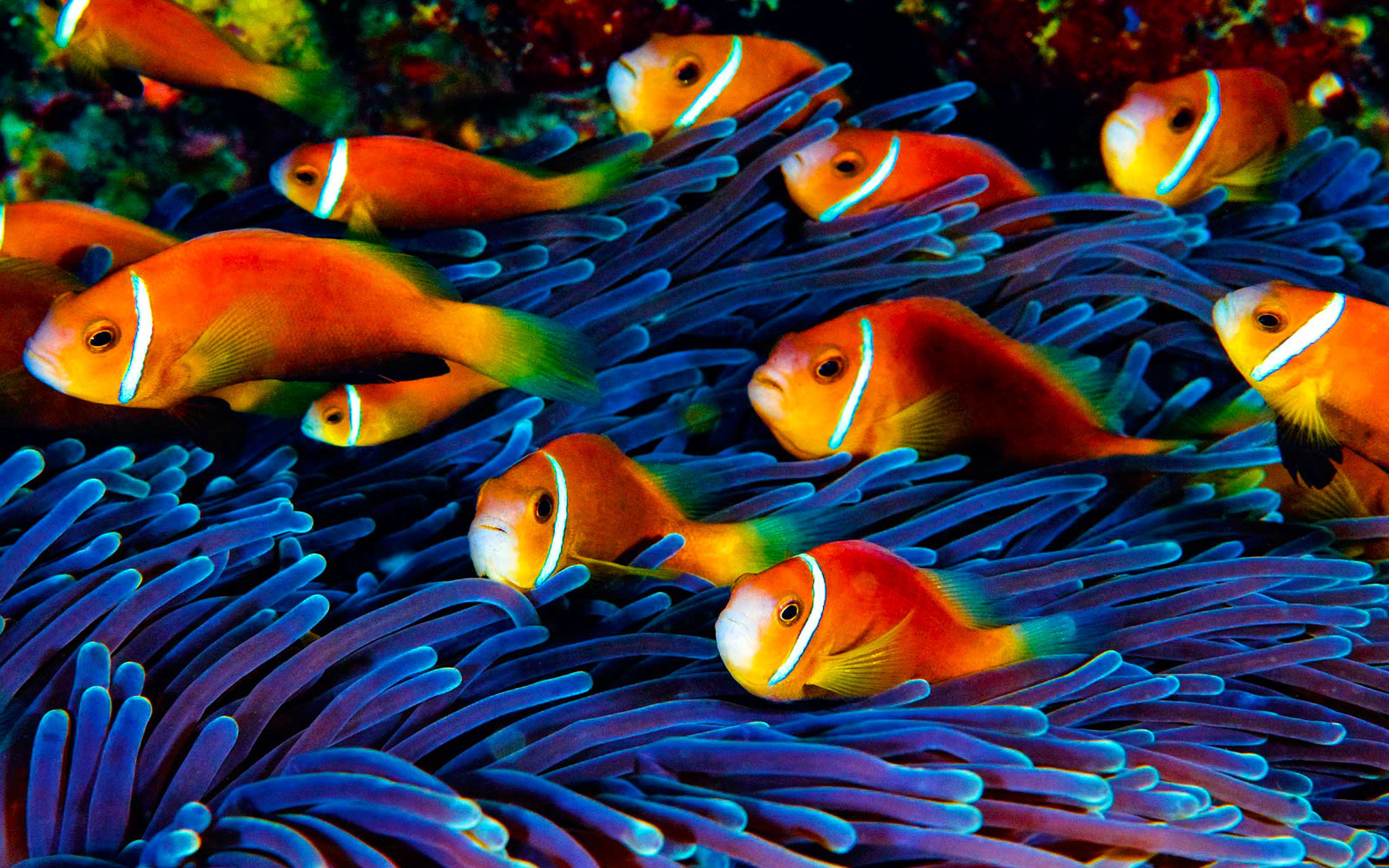 Fish Wallpaper Hd Underwater World, animal themes, animals in the wild
