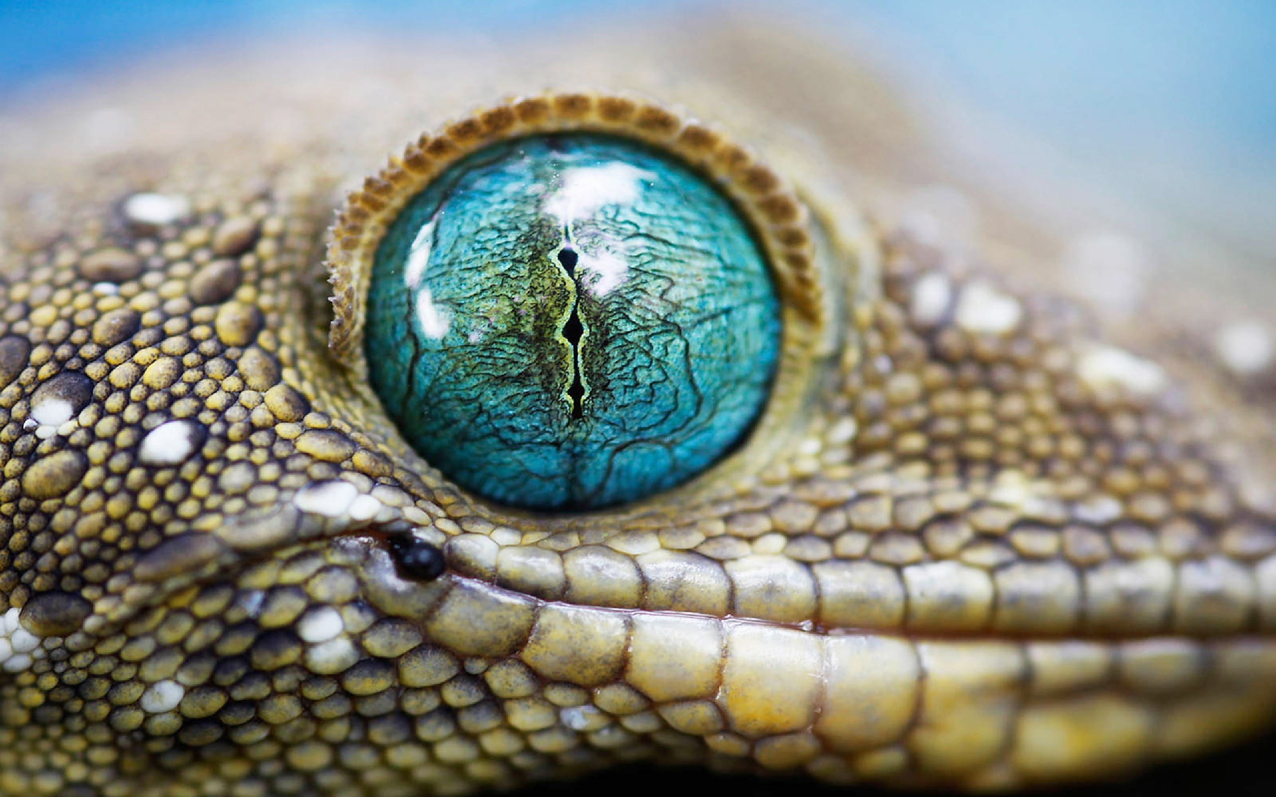lizard