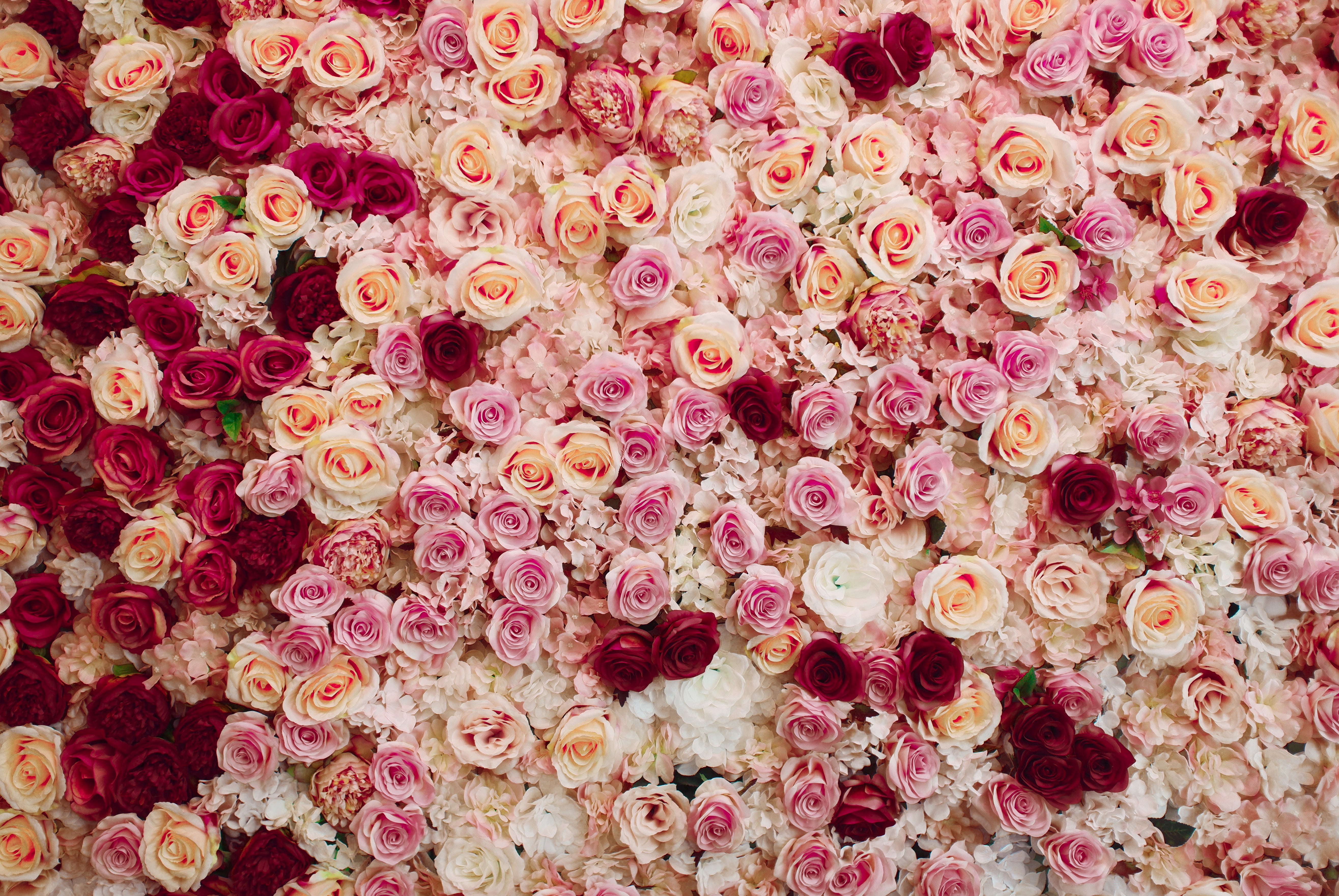 Flowers, Rose, Pink Flower, Red Flower, White Flower