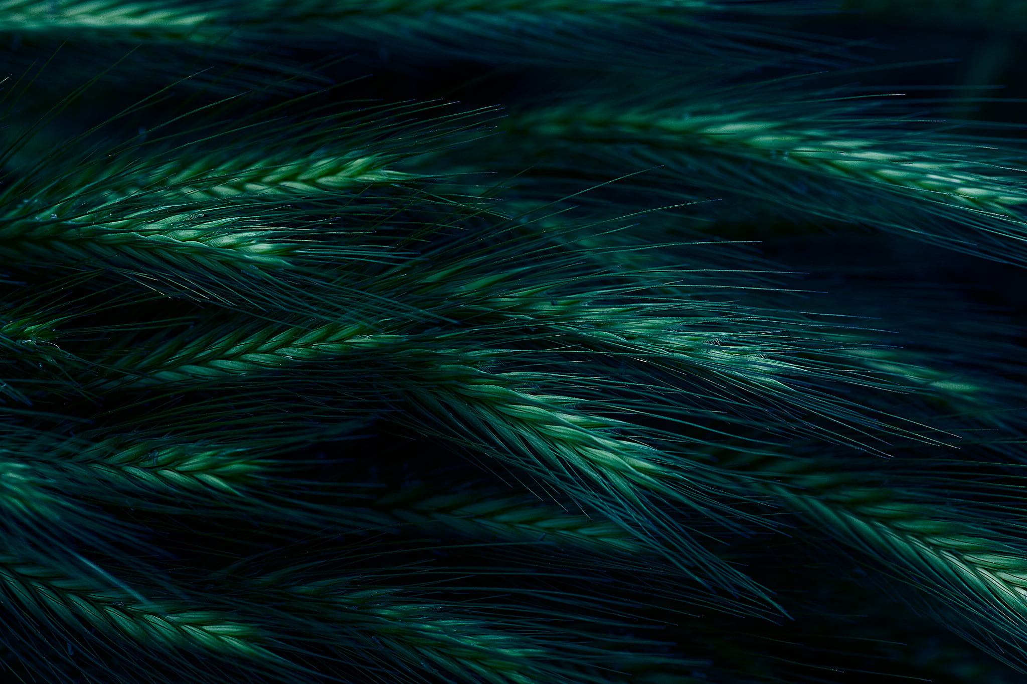 green wheat grass digital wallpaper, spikelet, dark, nature, abstract