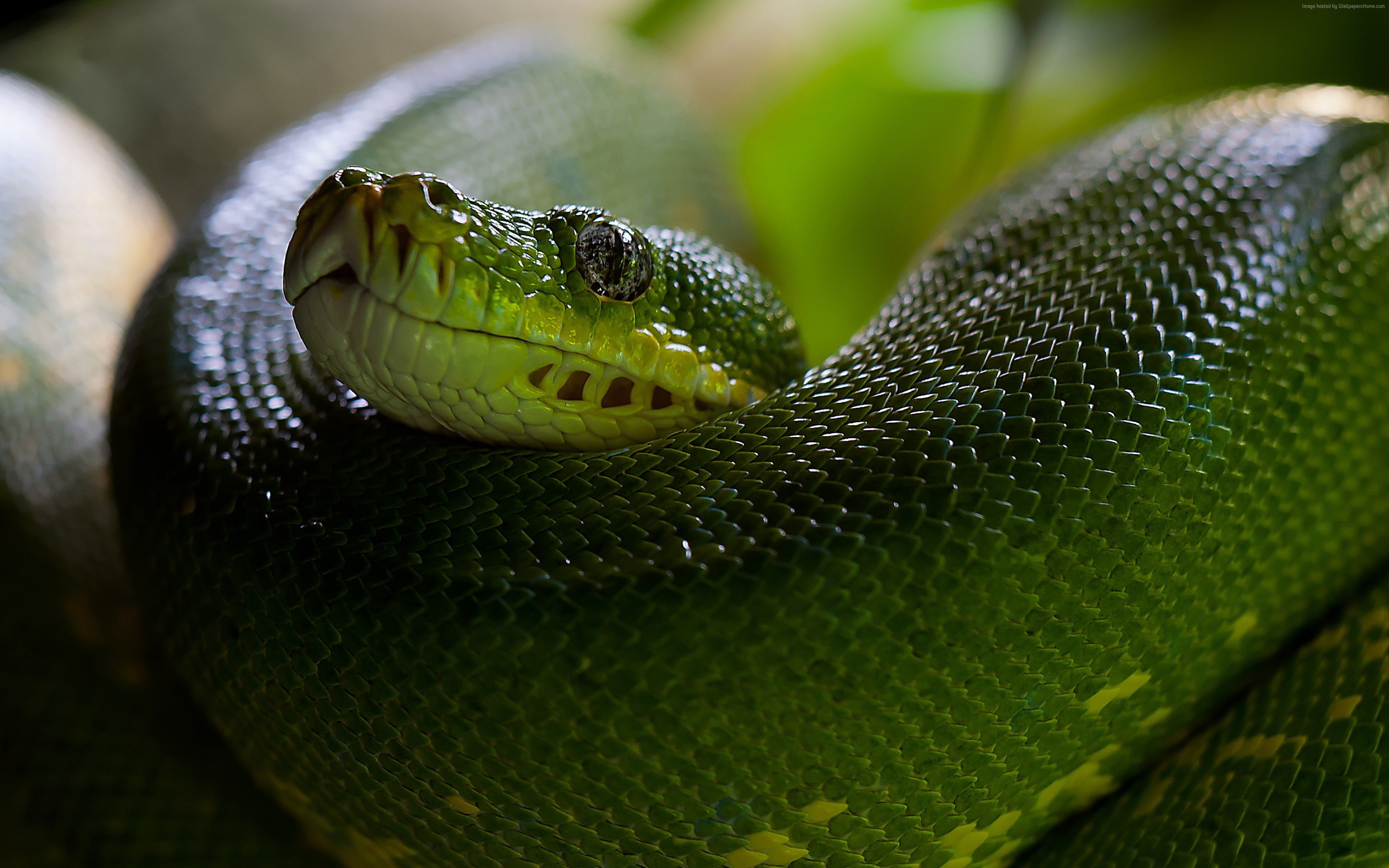 Python, Scales, Green, Boa, Head, Snake