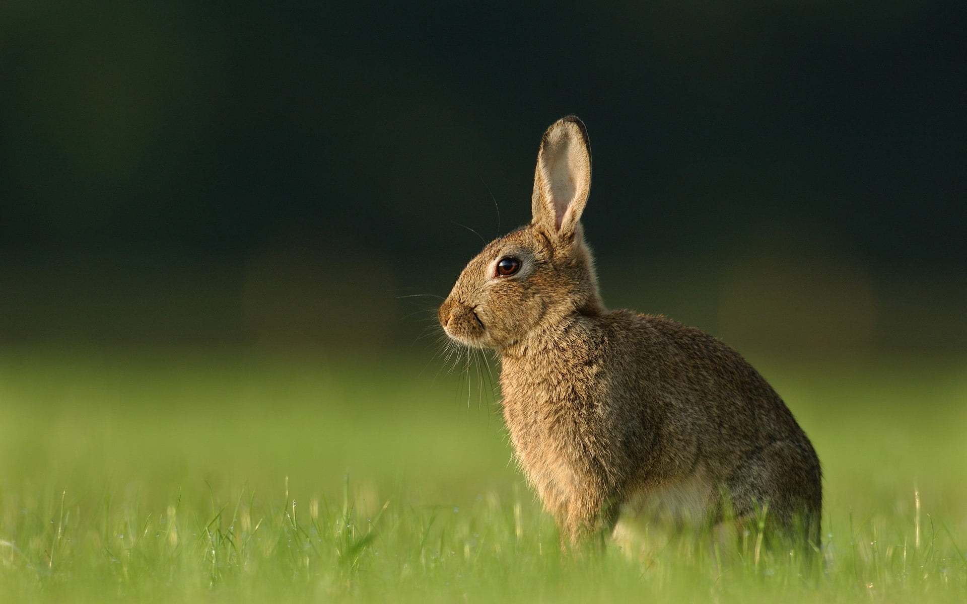 brown rabbit, hare, grass, waiting, animal, rabbit - Animal, mammal