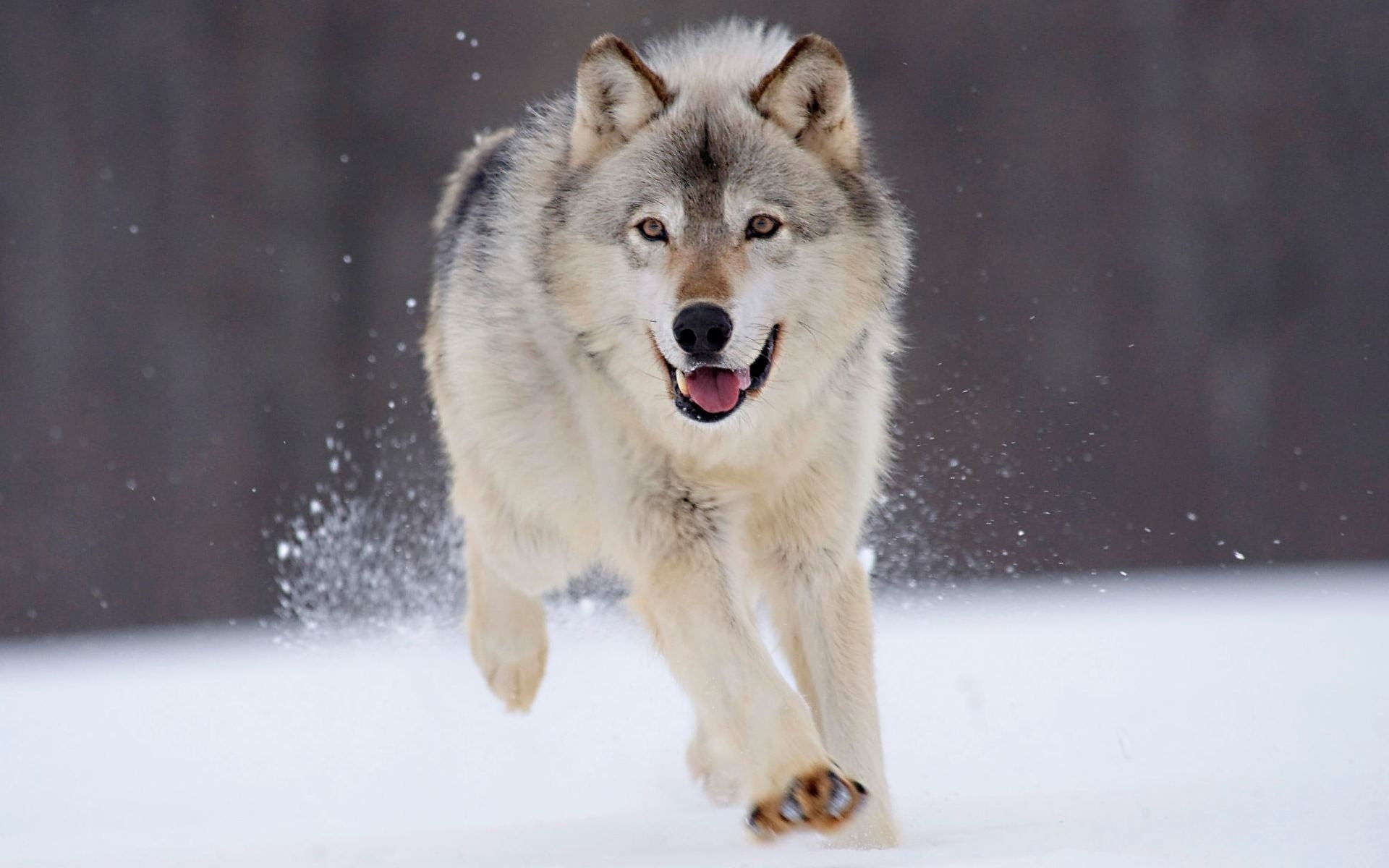 wolf