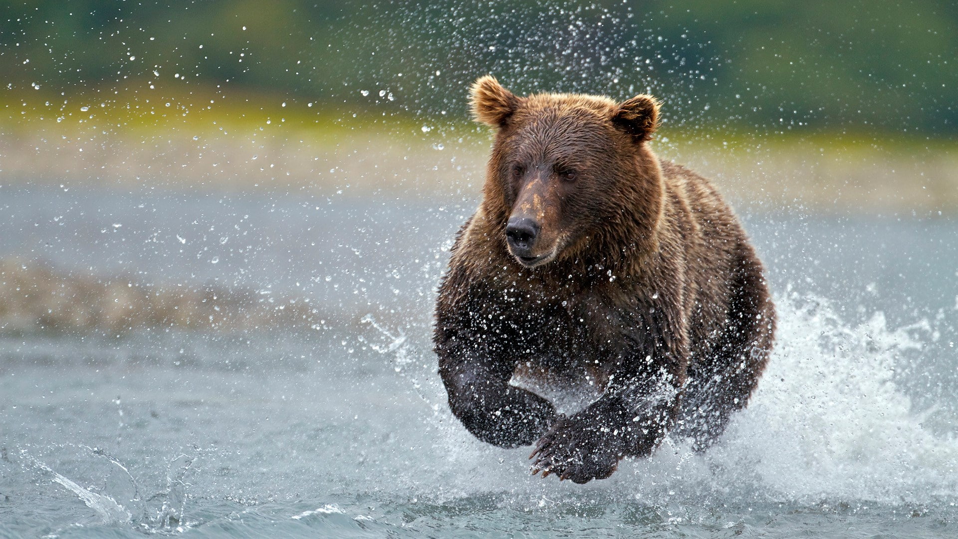 bear