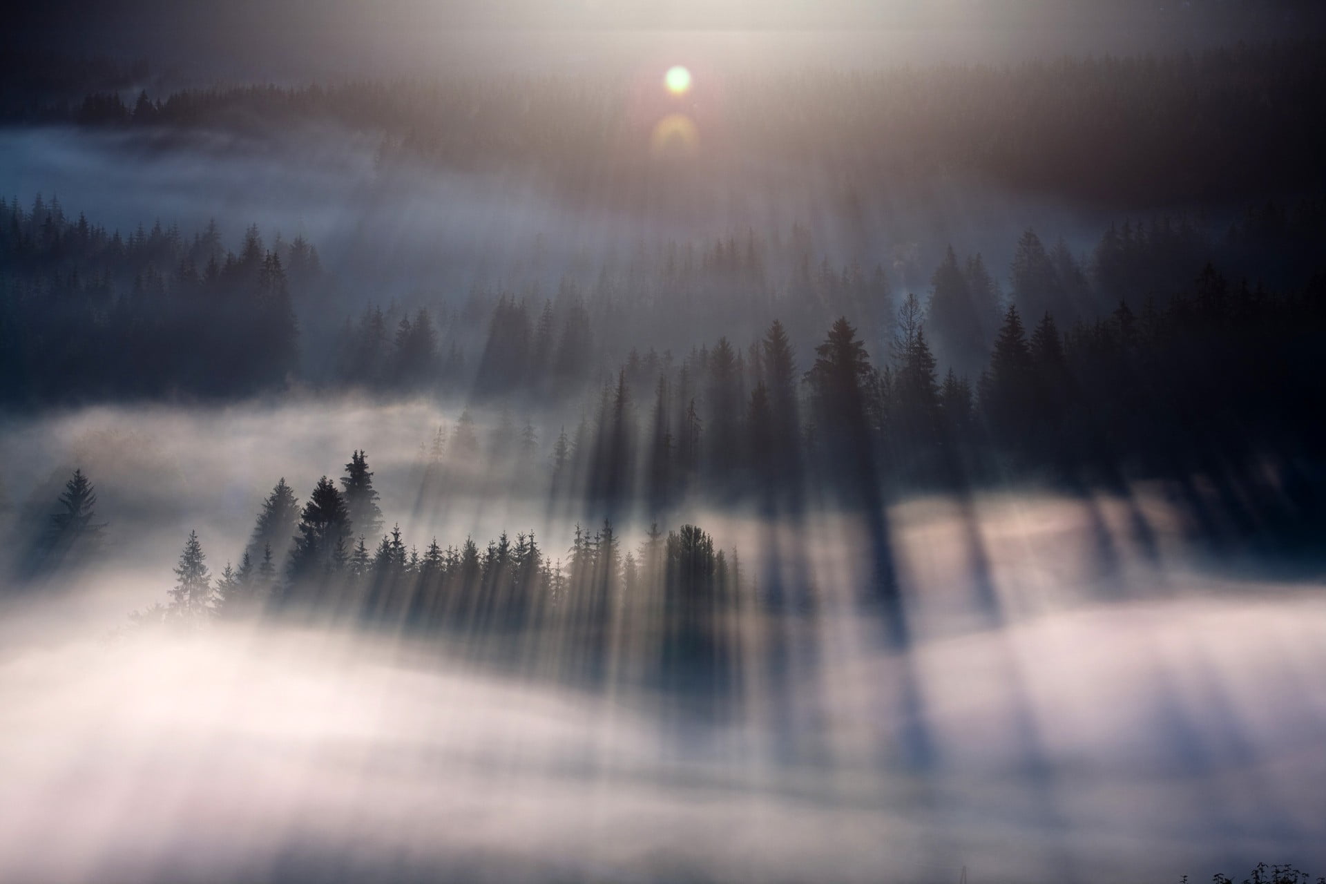 foggy forest, mist, nature, landscape, lens flare, sunlight, trees