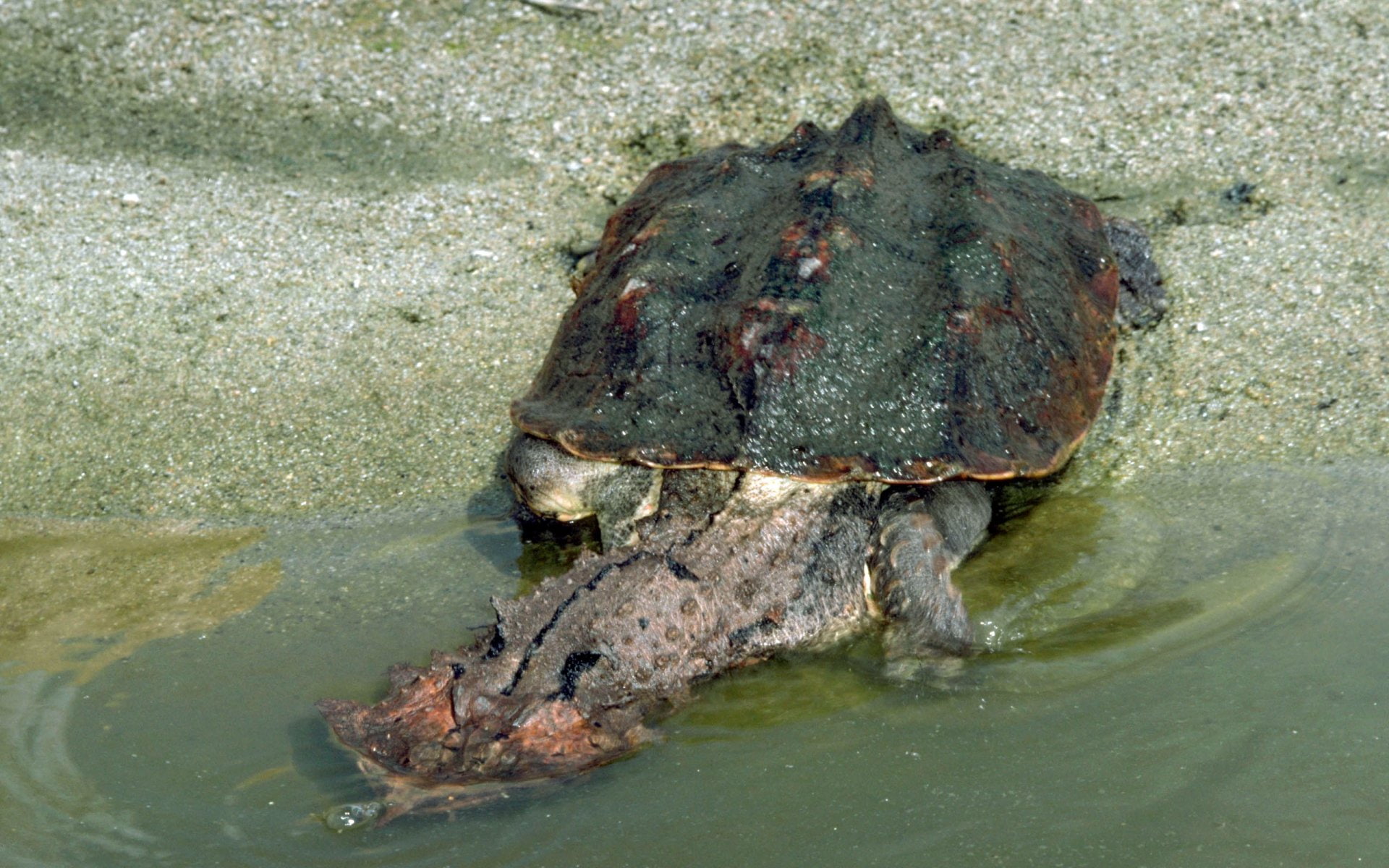 Animal, Turtle