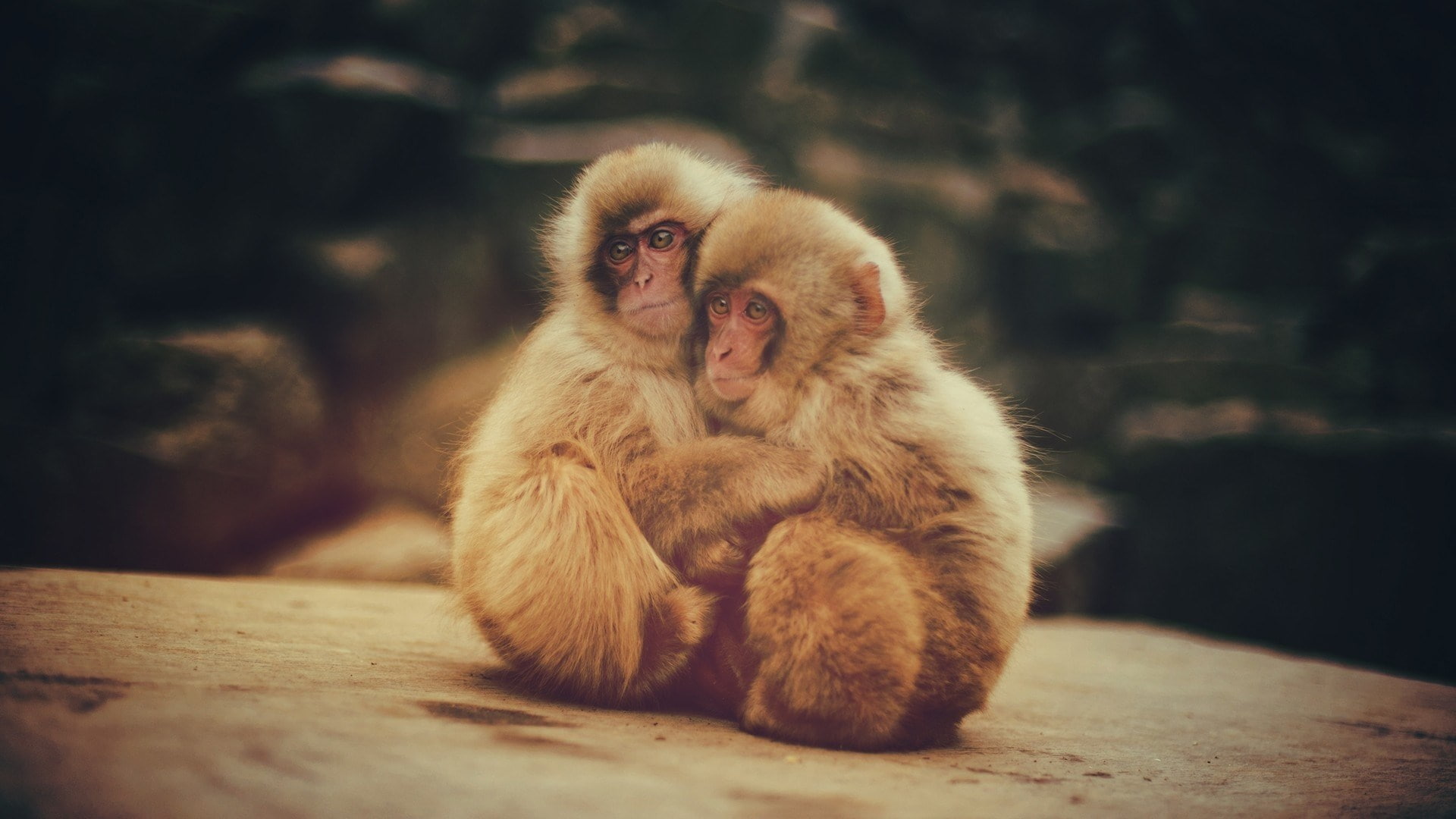 monkey