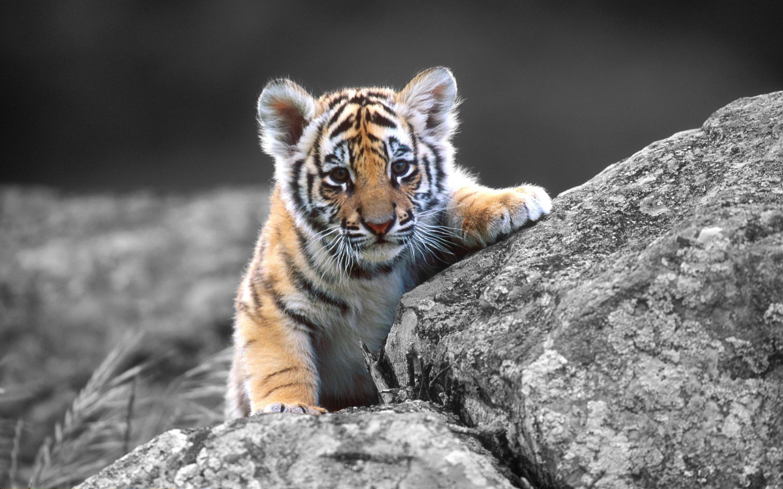 tiger cub, animals, baby animals, animal themes, one animal, mammal