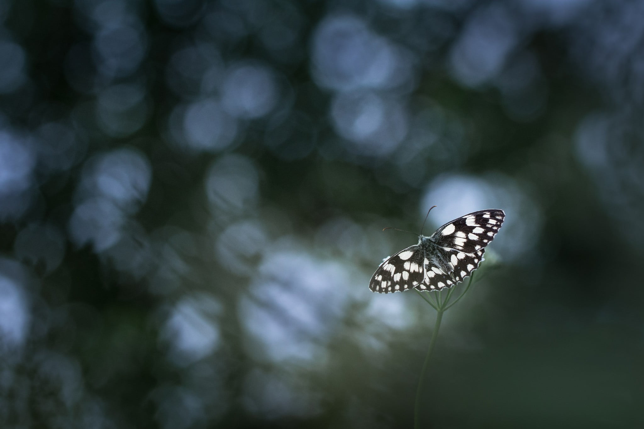 white and black butterfly, photography, nature, macro, bokeh