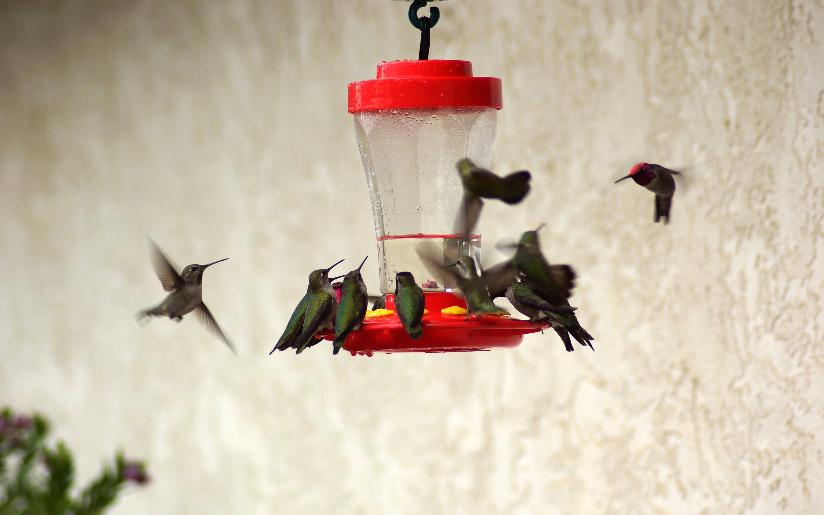 flock of hummingbirds, feeders, drinkers, red, nature, animal