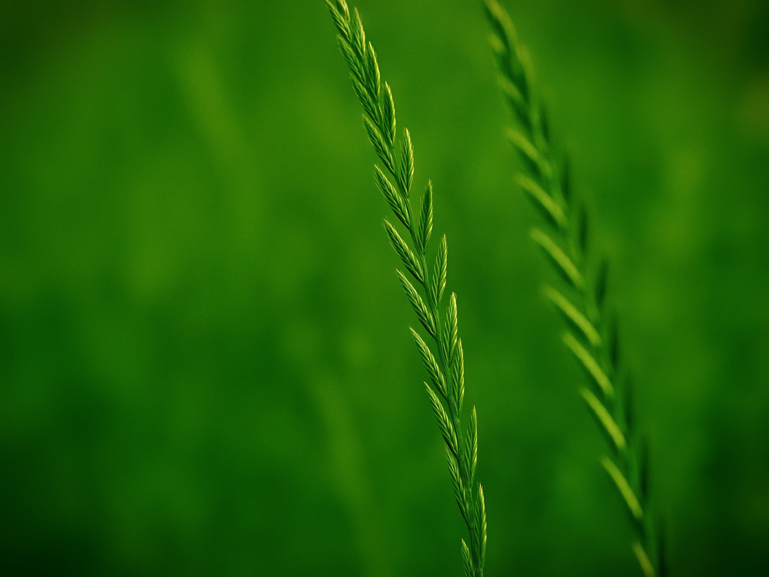 shallow focus photography of green grass, grass, nature, growth