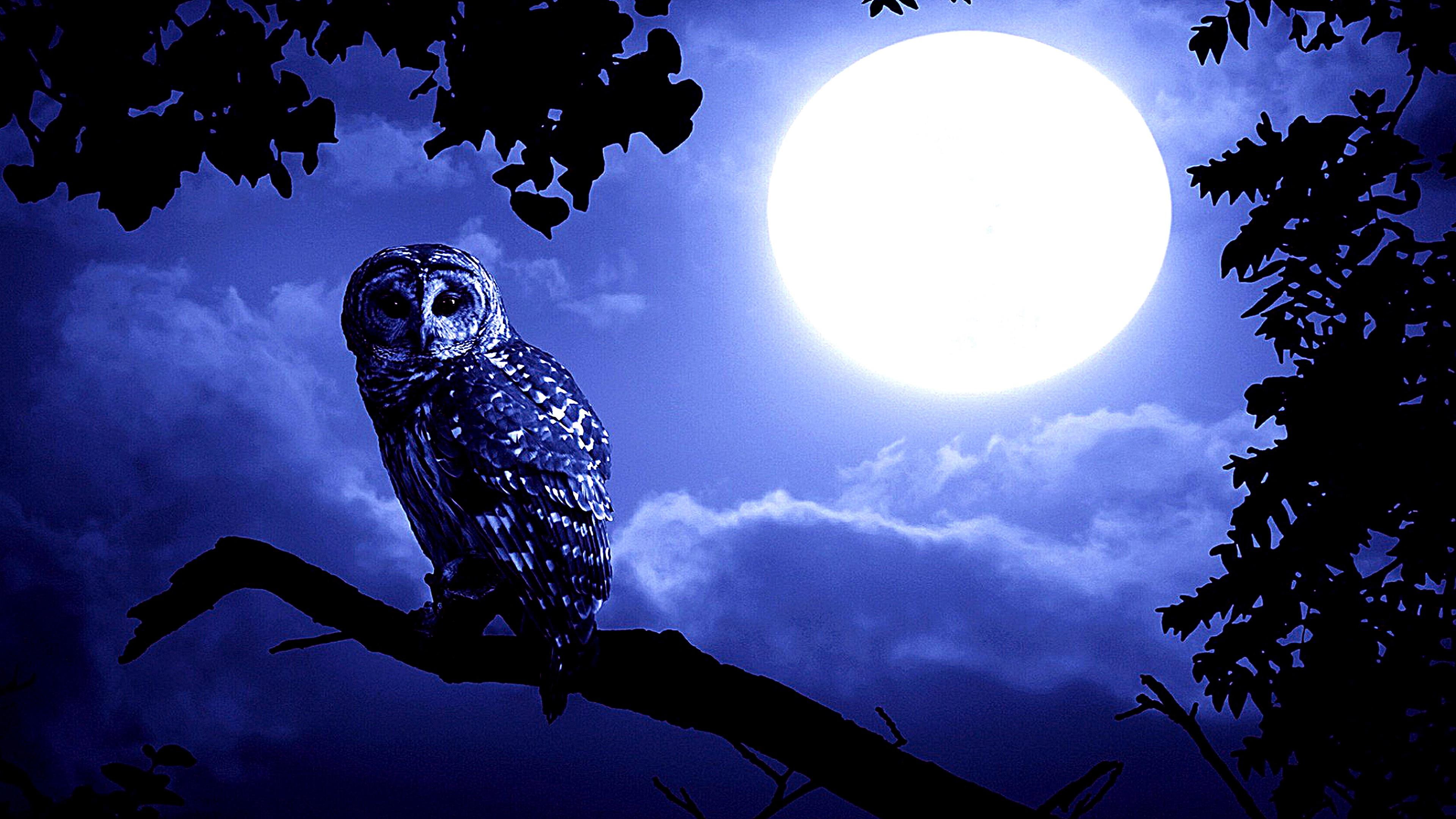 night, owl, full moon, tree