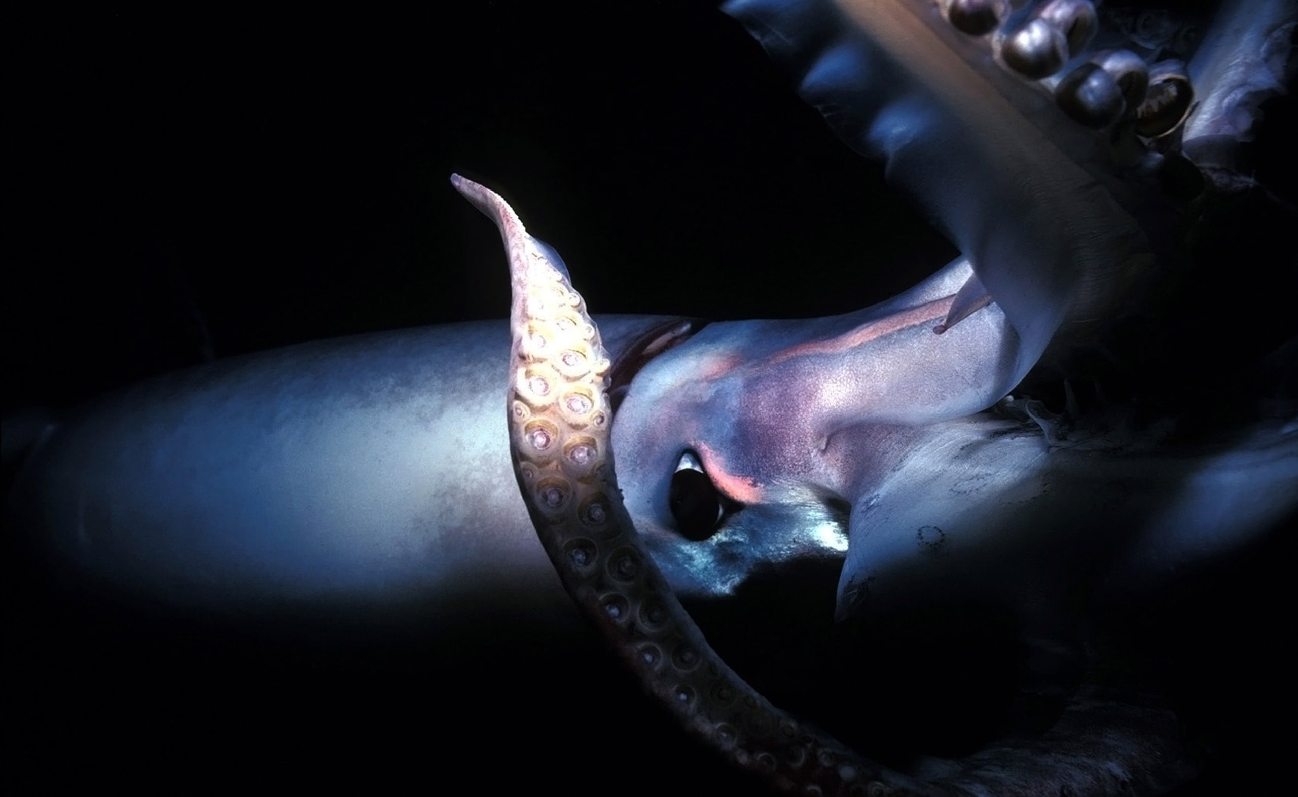 Giant Squid Deep Sea, white squid, Animals, black background