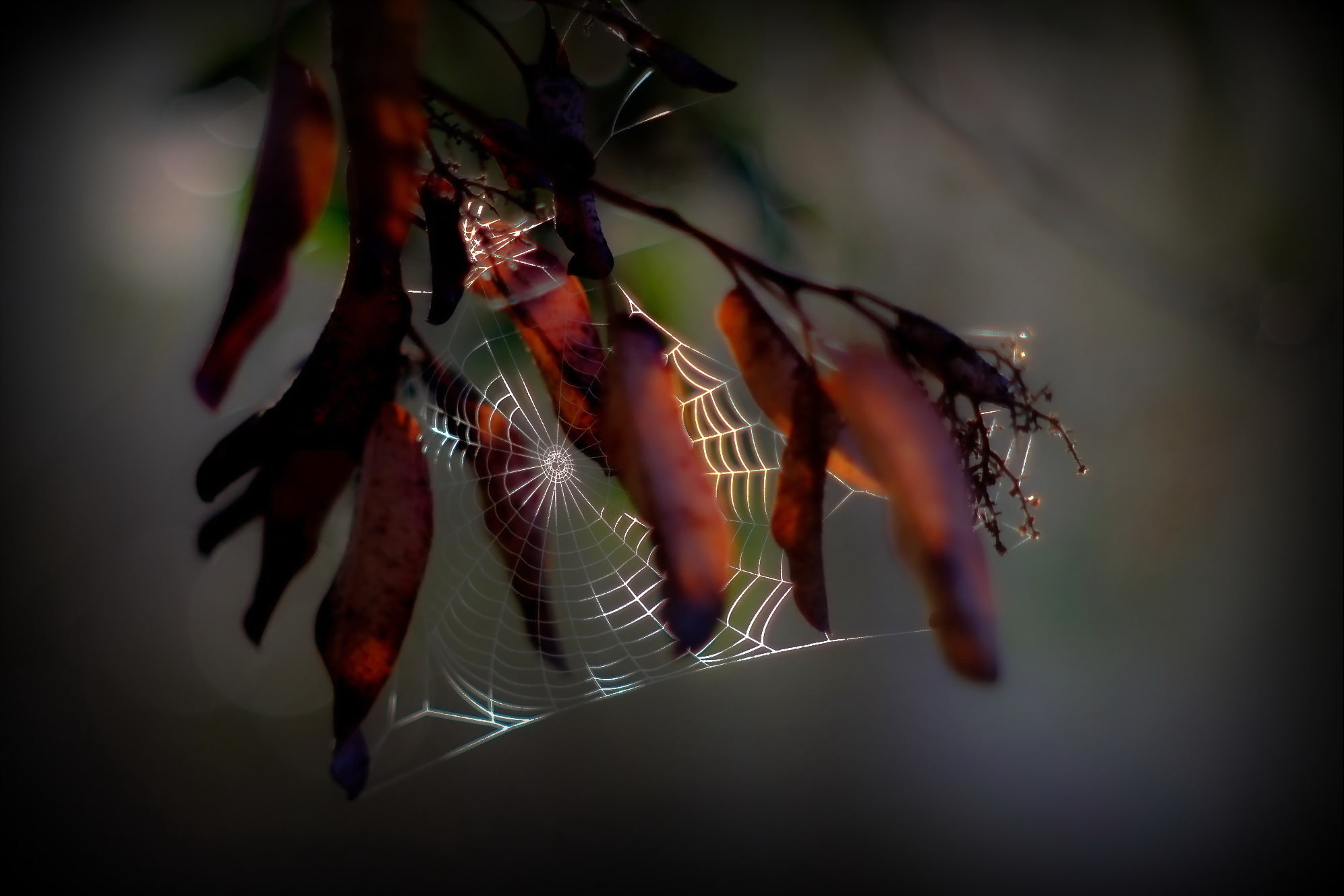 macro, web, branch