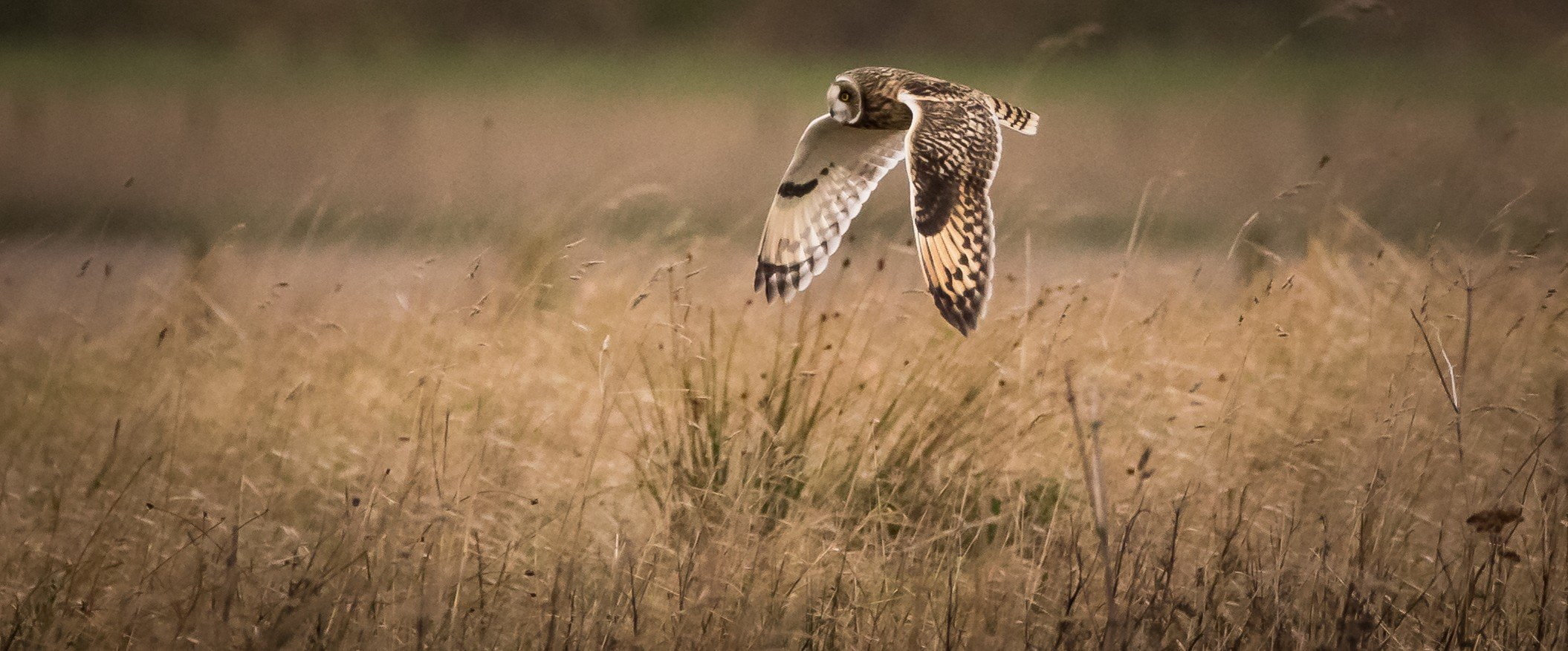 owl