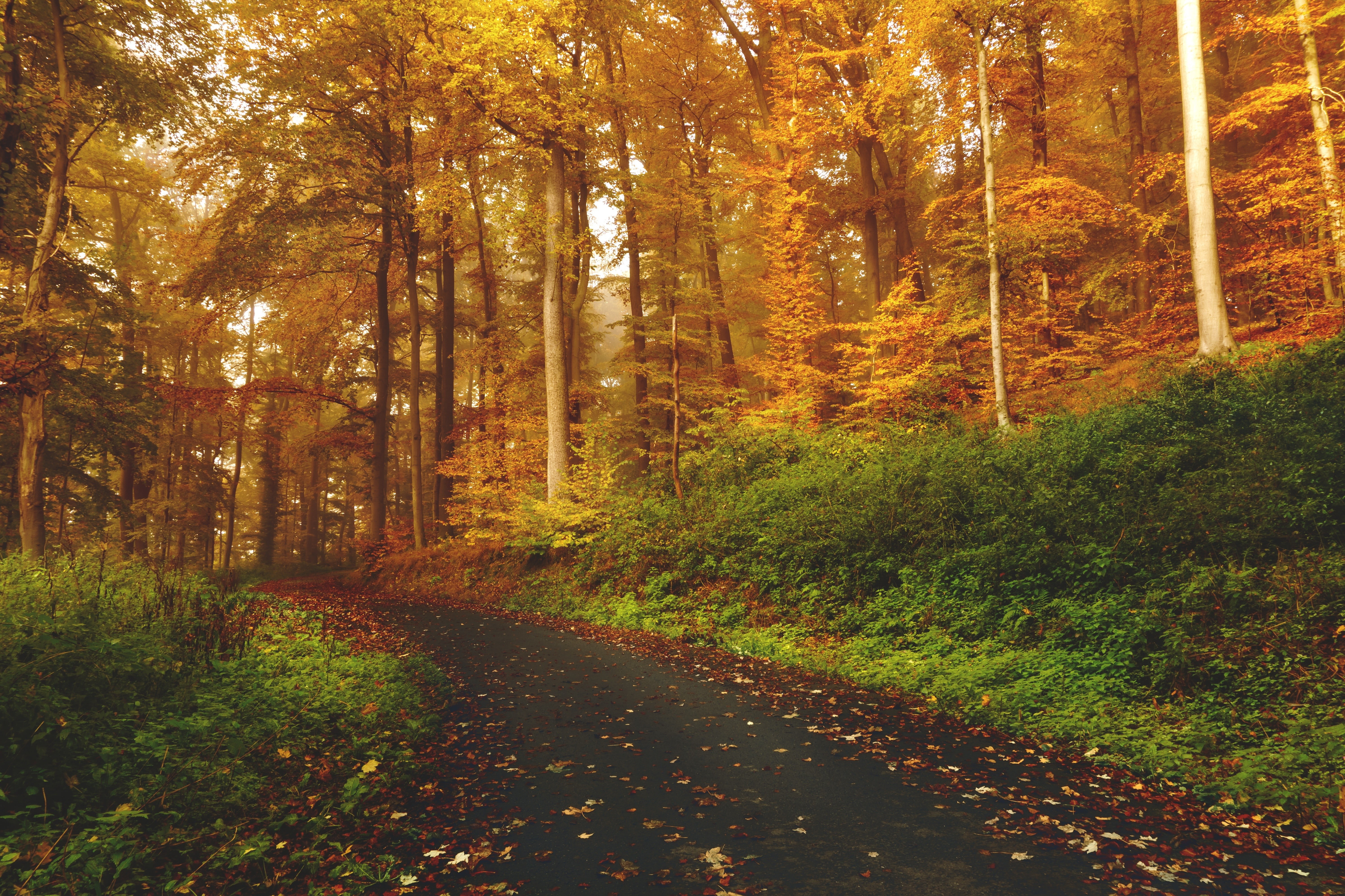 street, road, fall, forest, landscape, fallen leaves