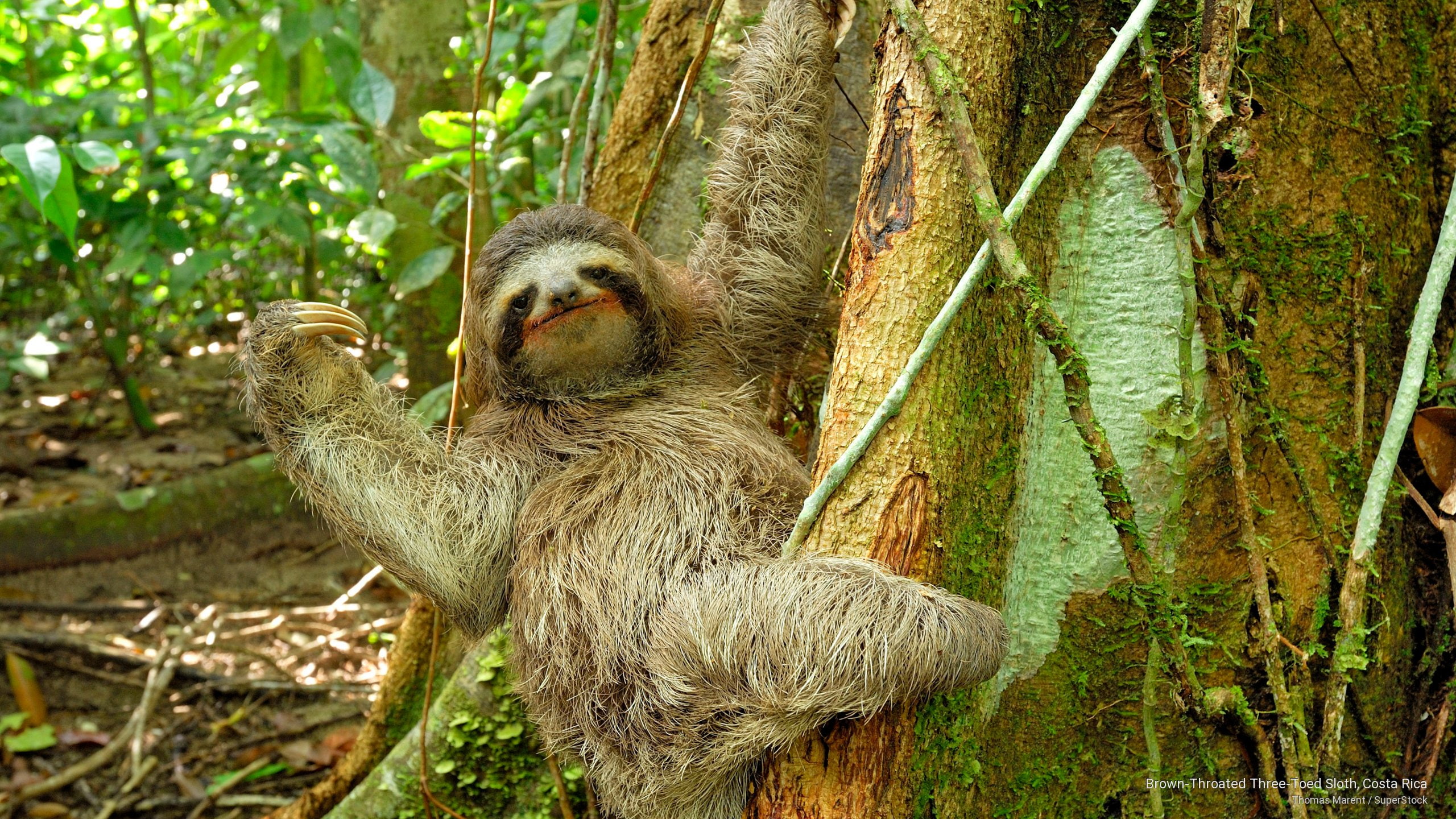 Brown-Throated Three-Toed Sloth, Costa Rica, Animals