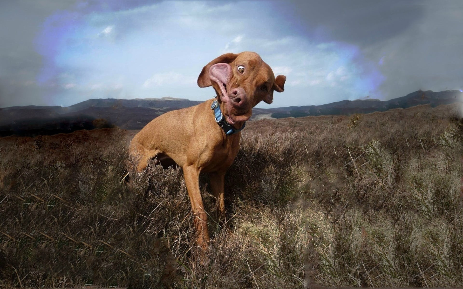 adult red Vizsla, dog, collar, field, grass, wind, cloudy, animal