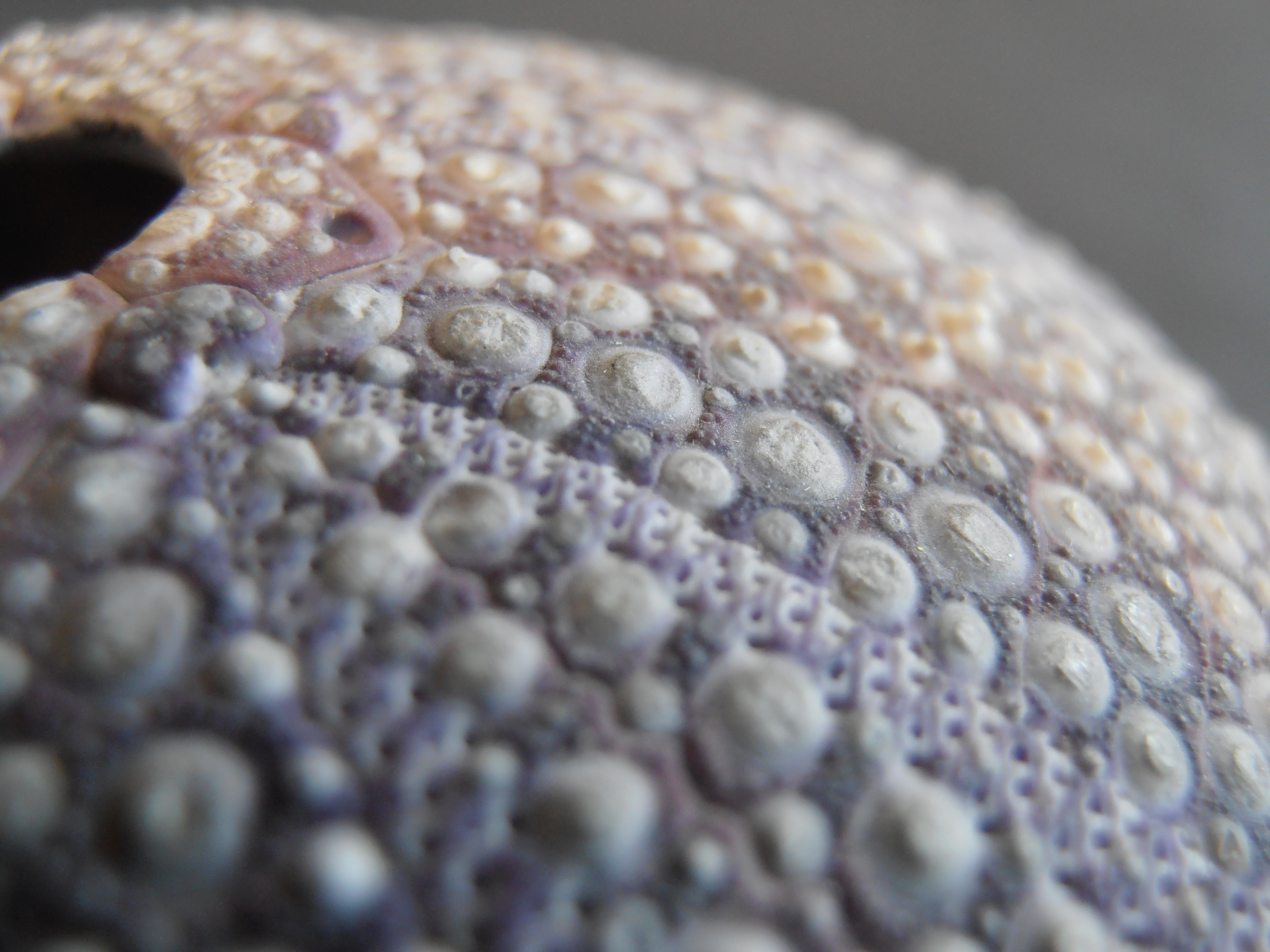 shell, surface