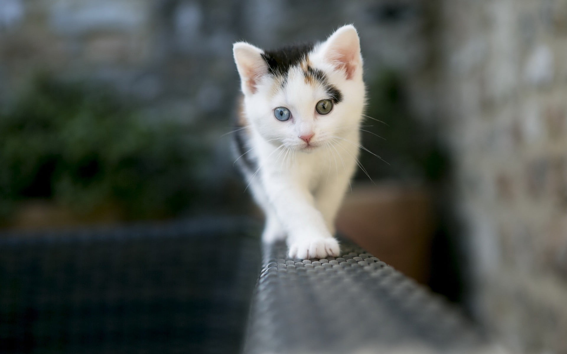 white and brown kitten, cat, kittens, depth of field, animals