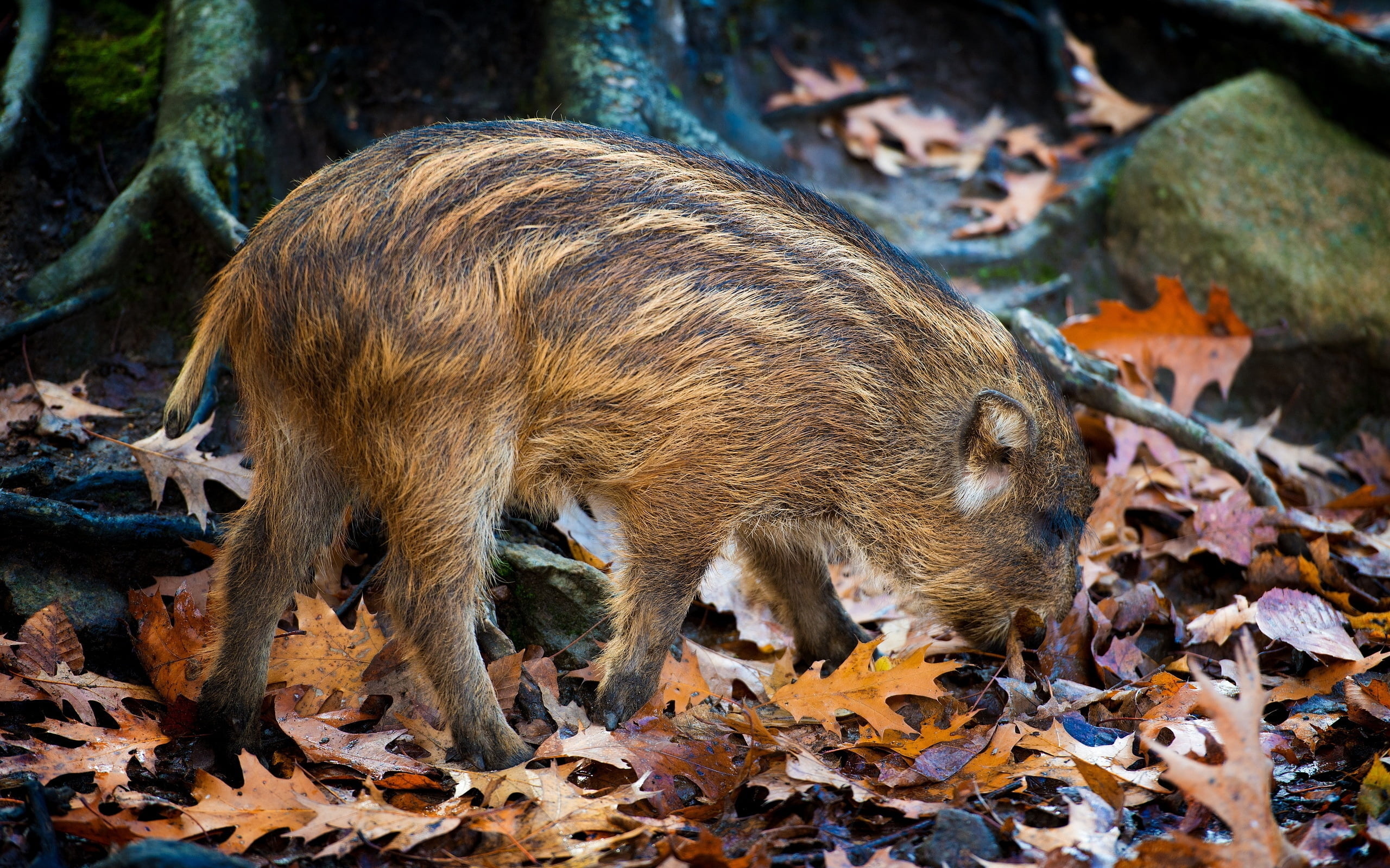 brown and black boar, leaves, autumn, stone, climbing, wild Boar