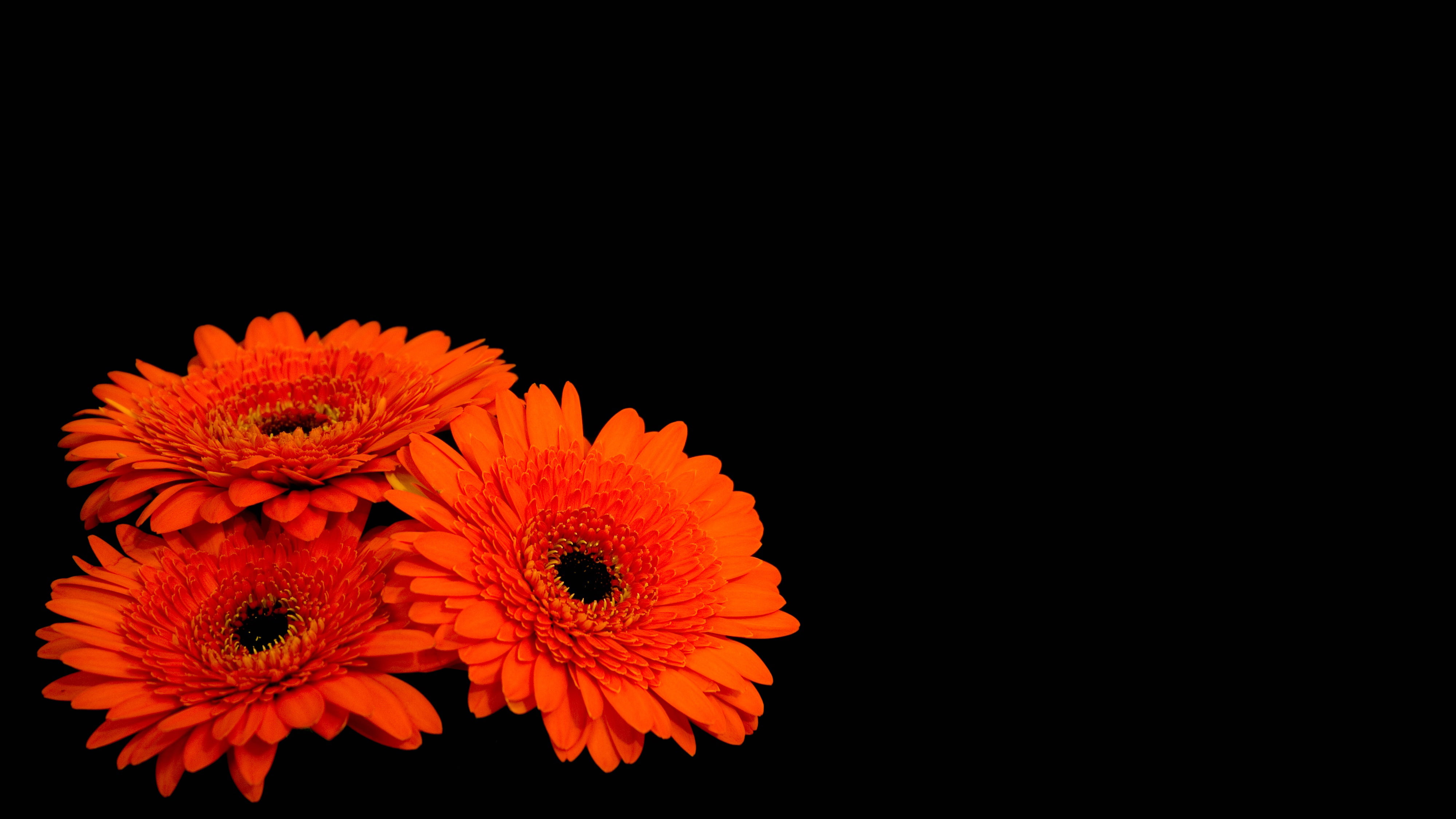 Dark background, Gerbera flowers, 4K, Orange Gerber Daisies