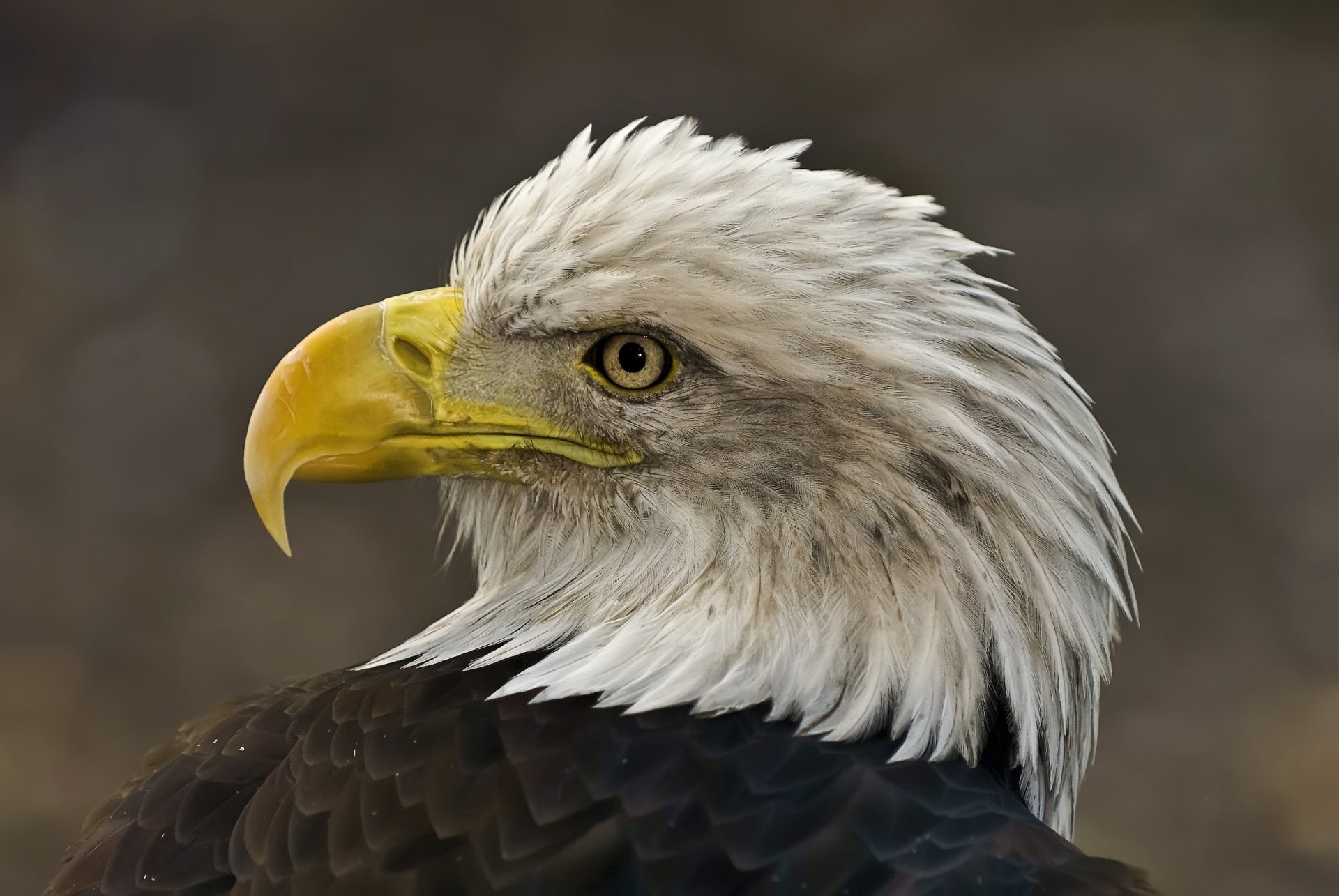 Birds, Eagle