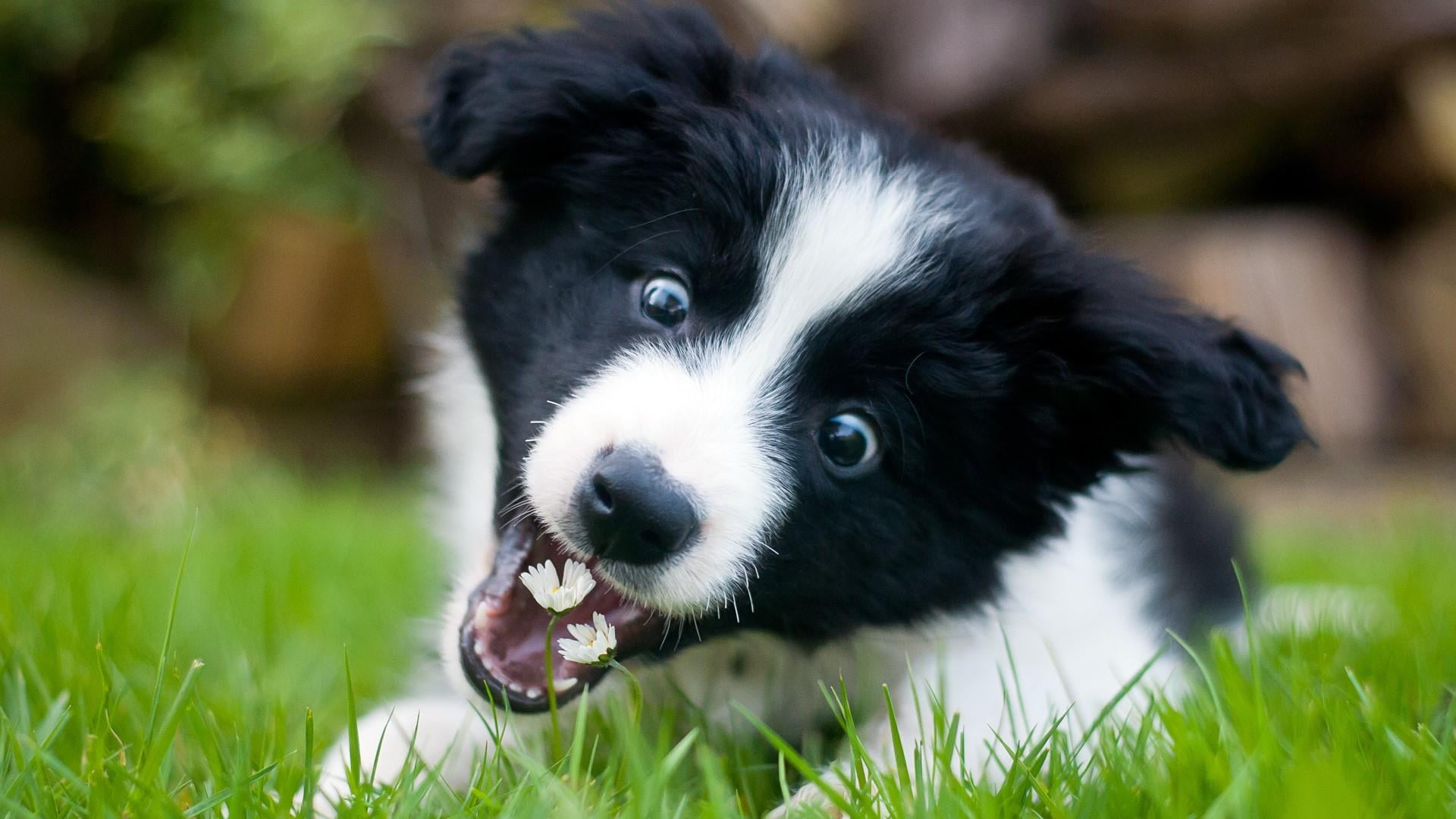 puppy, dog breed, border collie, cute, flower, eat, eyes, snout