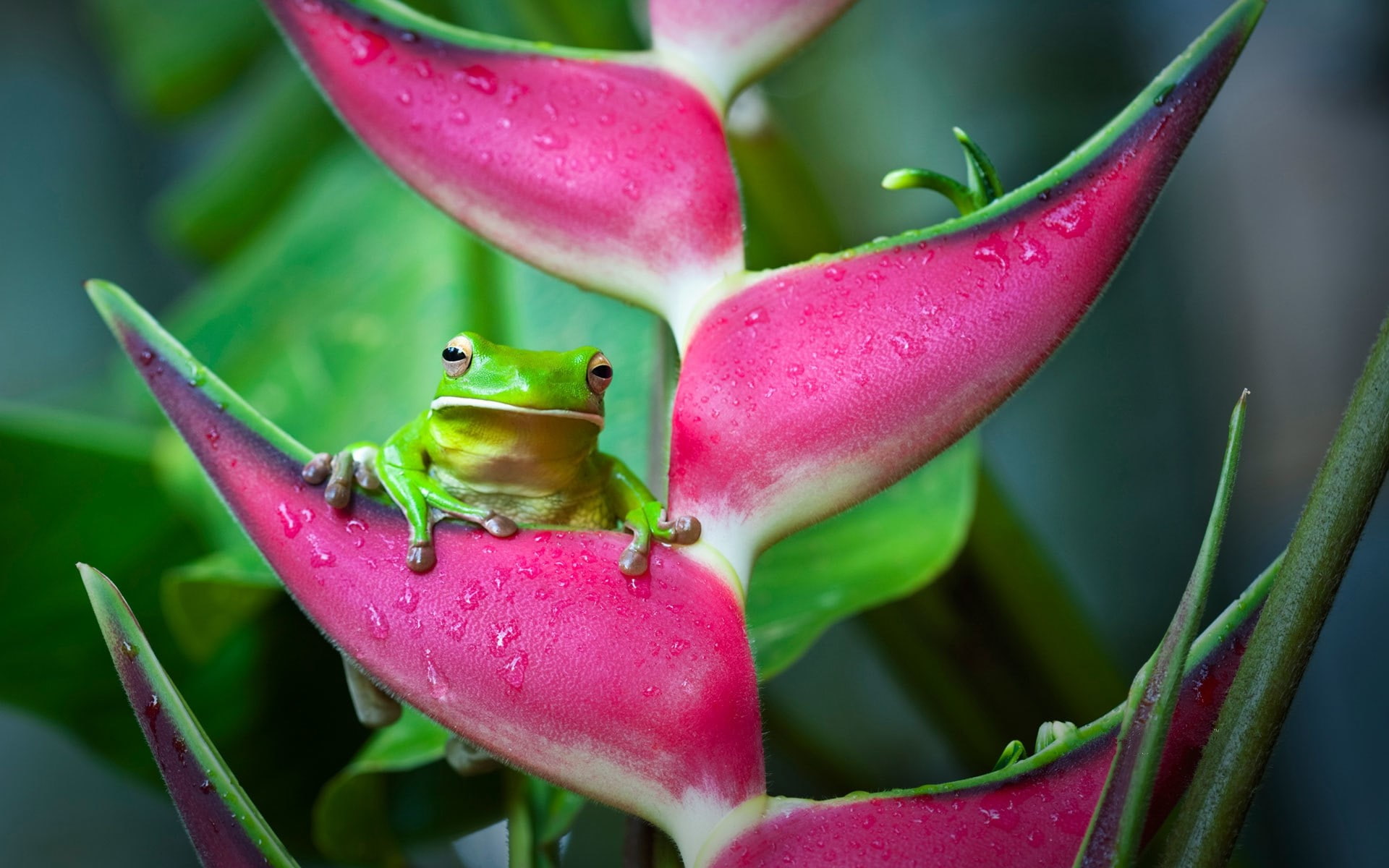 tree frog