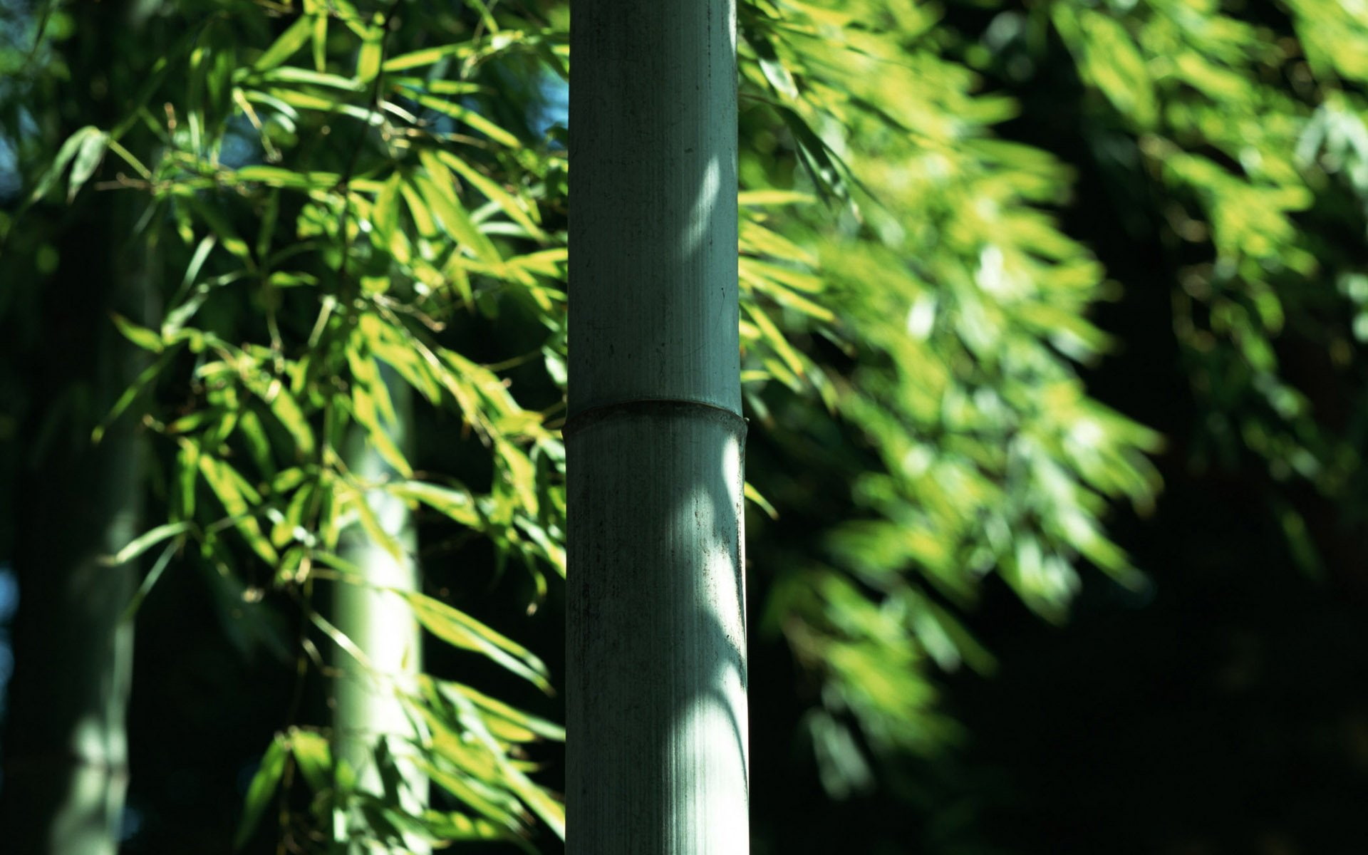 bamboo