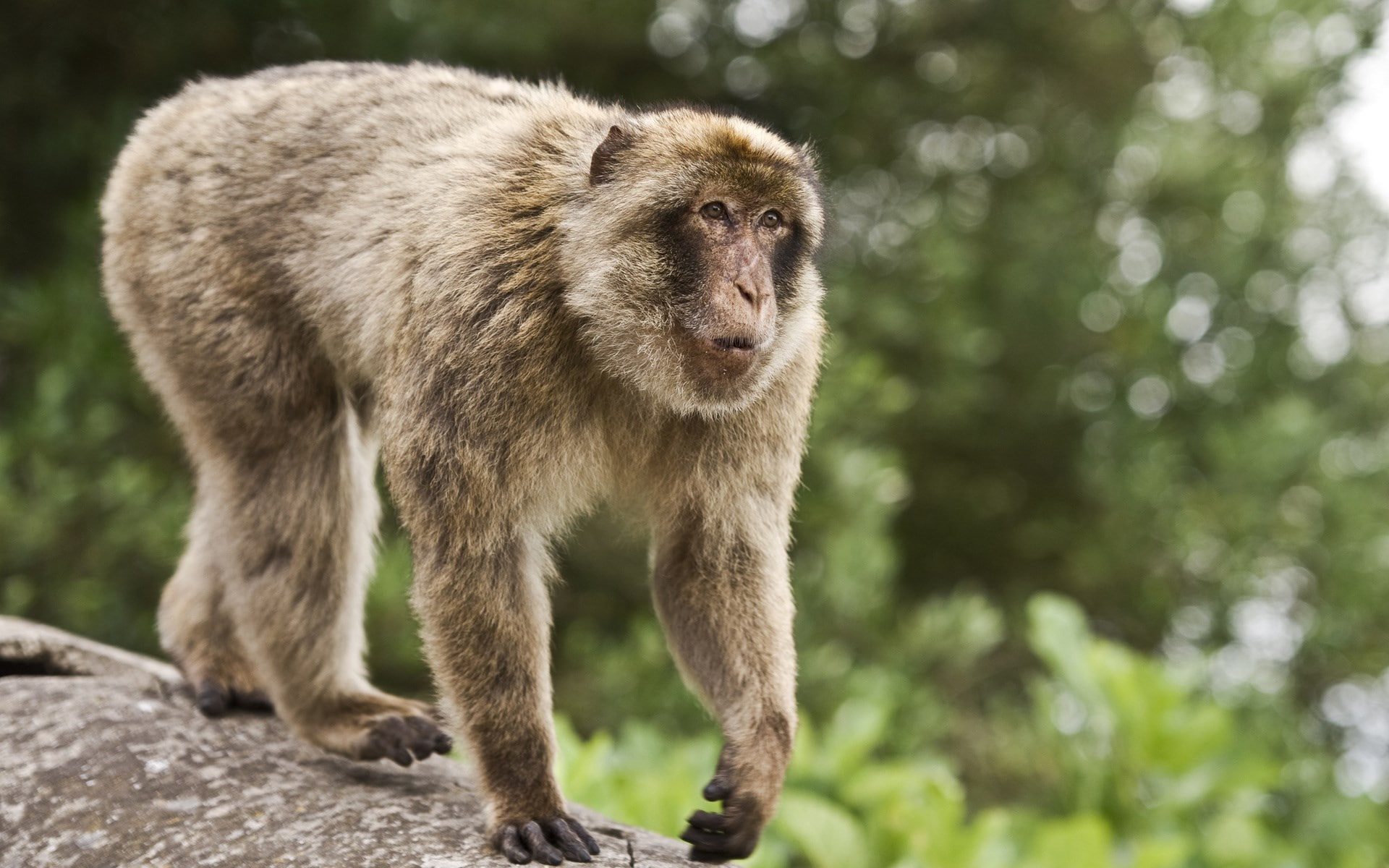 monkey