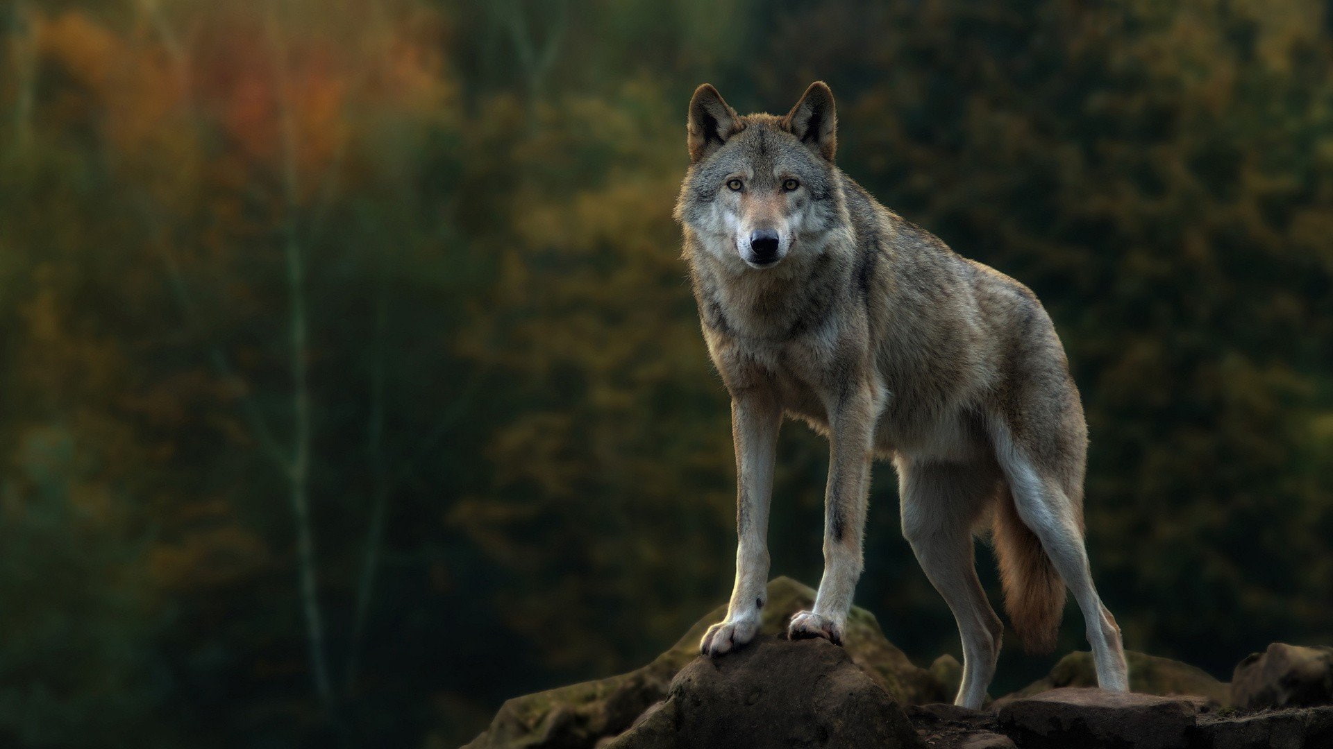 wolf