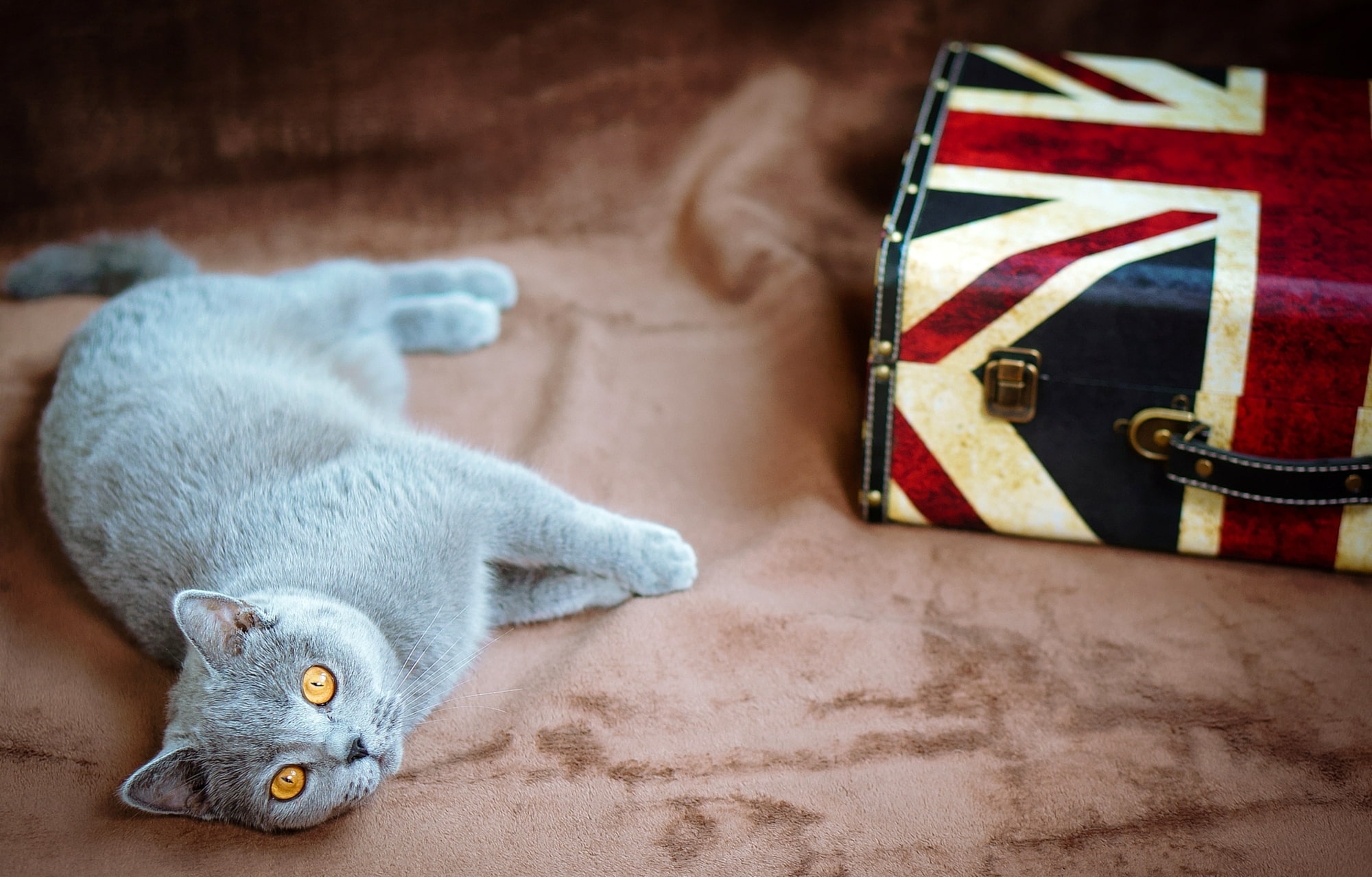 short-fur grey cat, eyes, yellow, flag, UK, lies, suitcase, British
