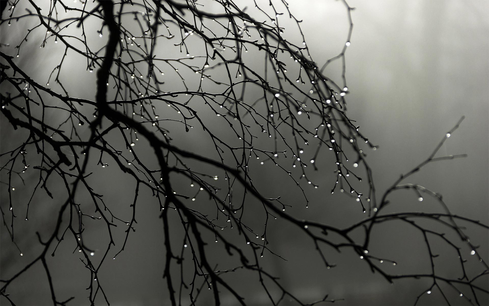 gloomy, water drops, branch, gray, wet