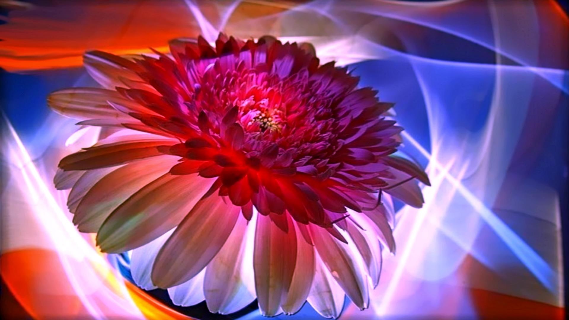 Tuesday Love, abstract, caring, romantic, colorful, loving, flower