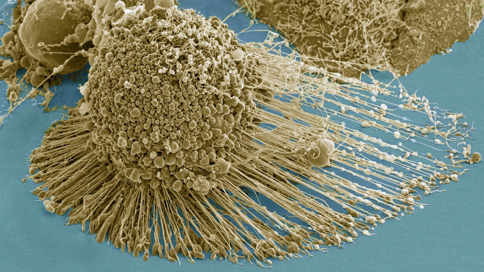 Microscopic