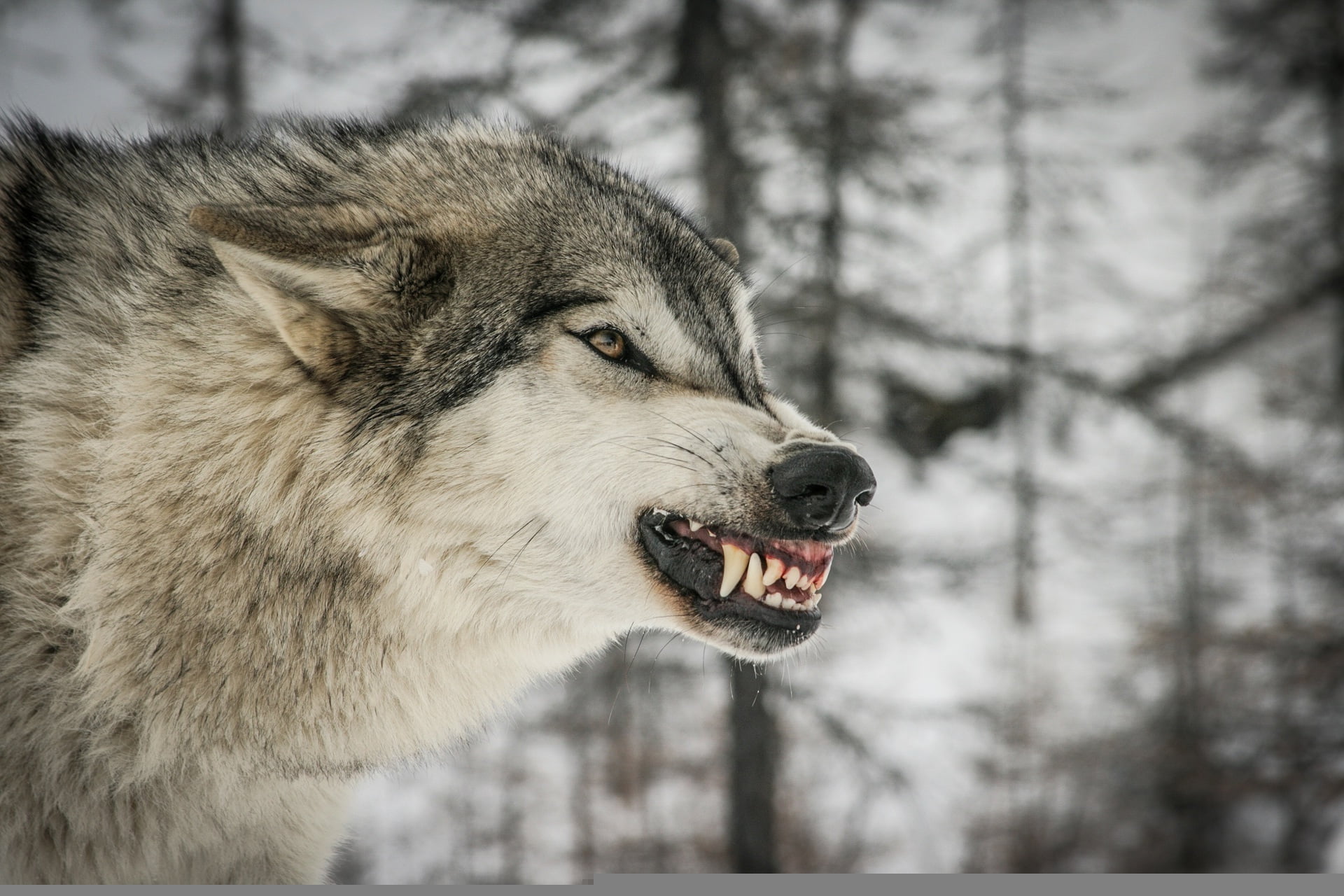 white and gray wolf, face, anger, predator, rage, fangs, grin