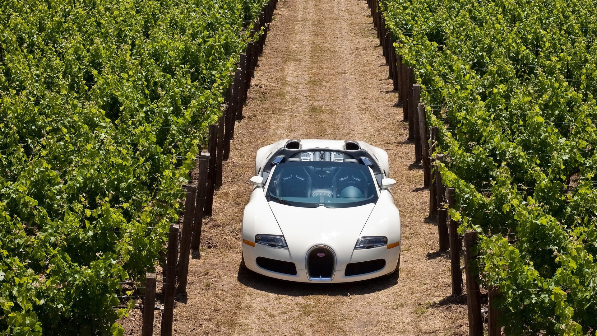bugatti