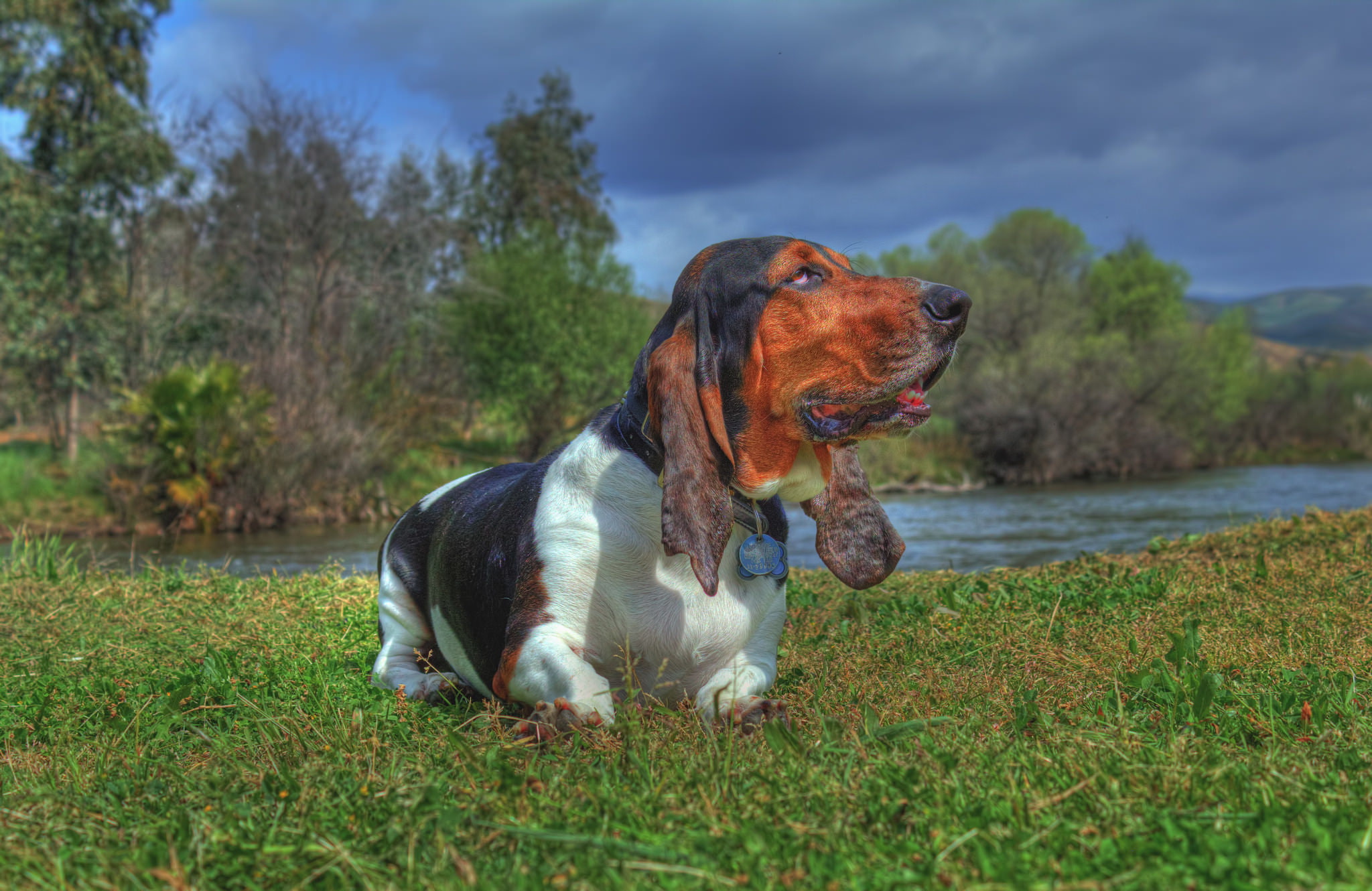 grass, nature, river, dog, The Basset hound