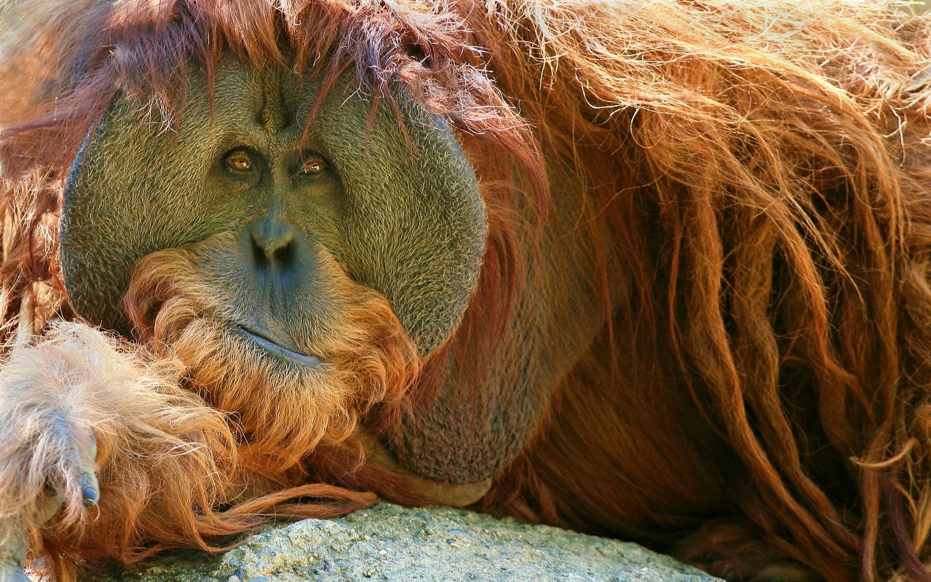 Orangutan, Monkey, Pensive