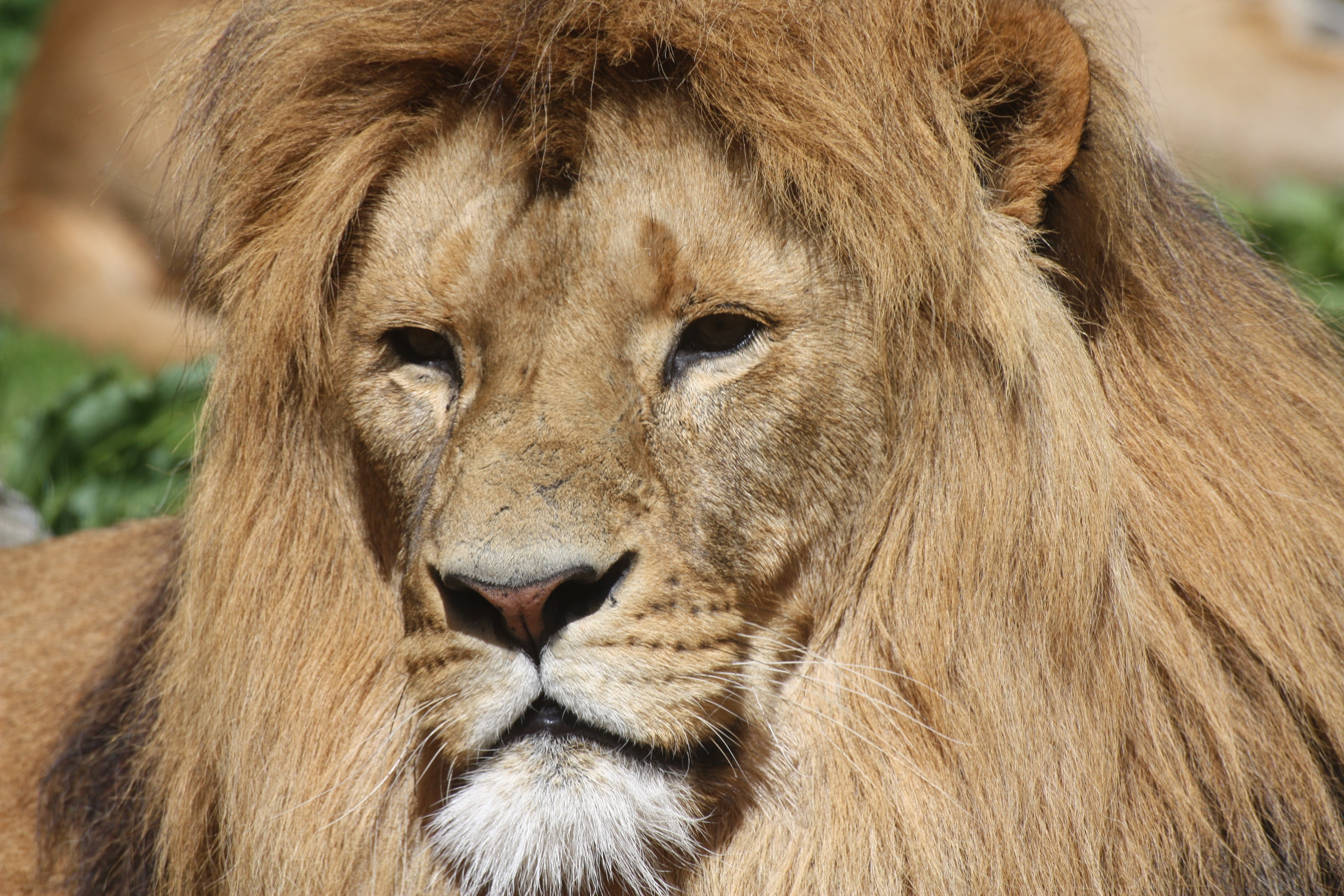brown lion, mane, predator, lion - Feline, wildlife, undomesticated Cat