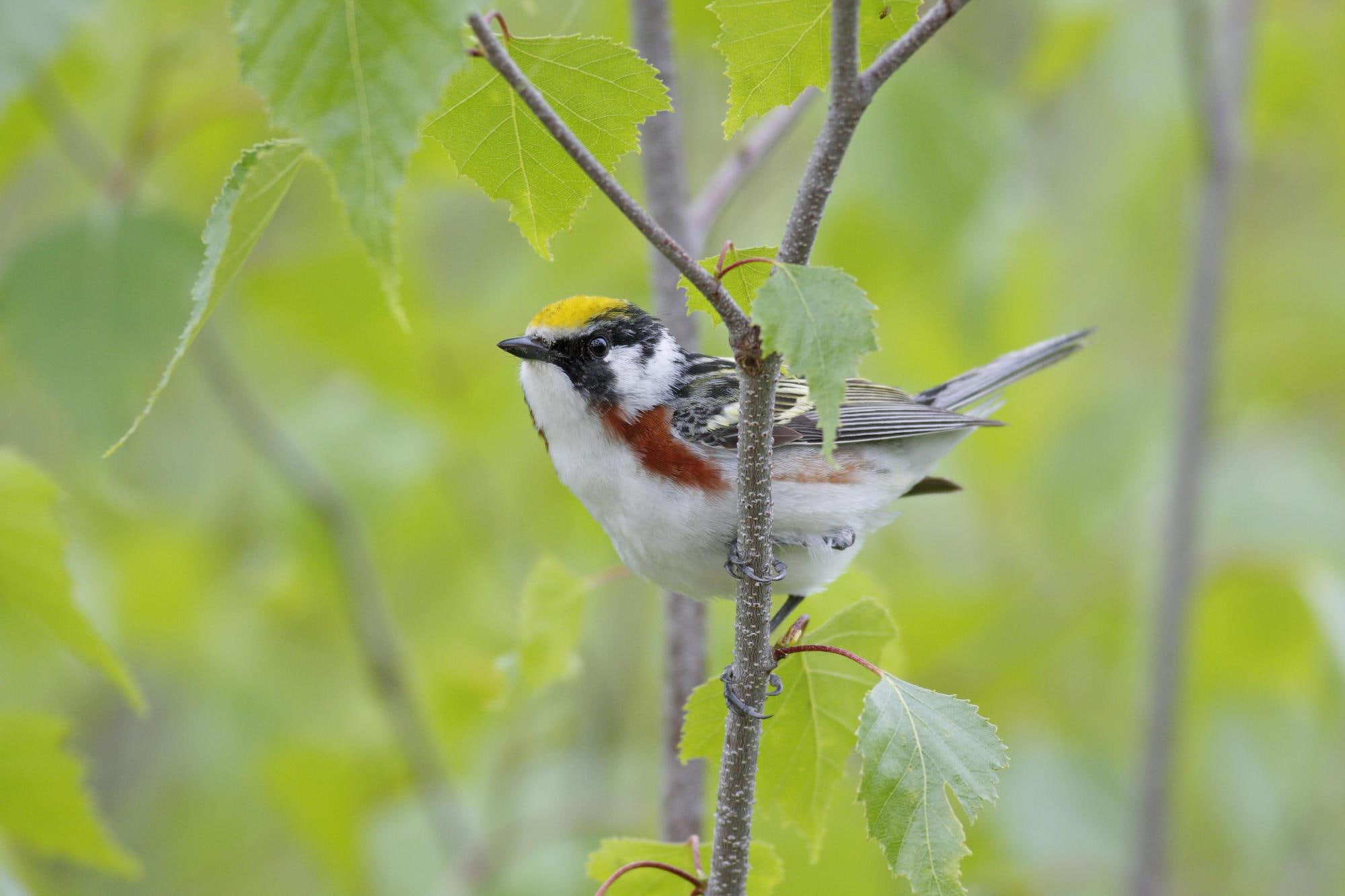 Male Chestnut Sided Warbler, Nova Scotia, Canada, bird, animals