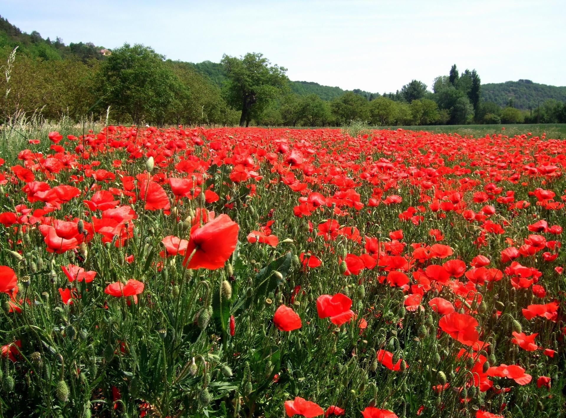 red poppy filled, poppies, field, ears, trees, nature, flower